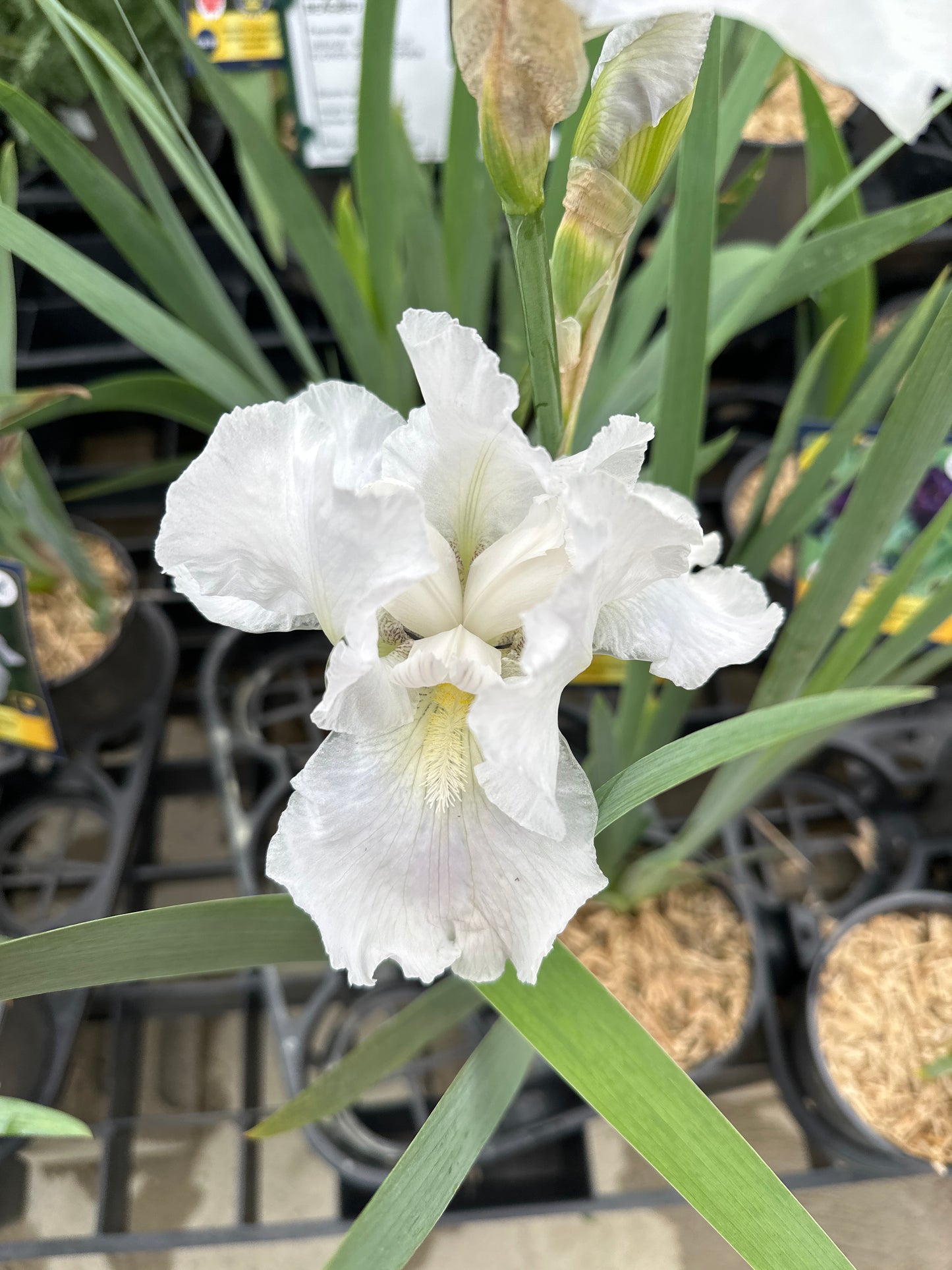 Iris germanica 'Immortality'
