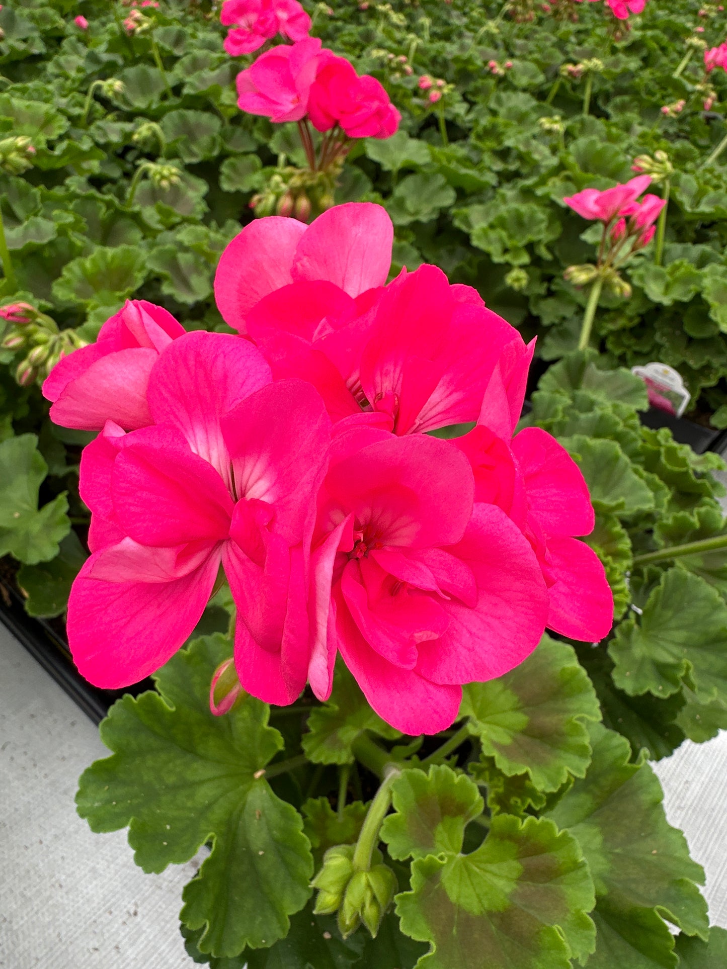 GERANIUM DYNAMO HOT PINK - 4'' POT