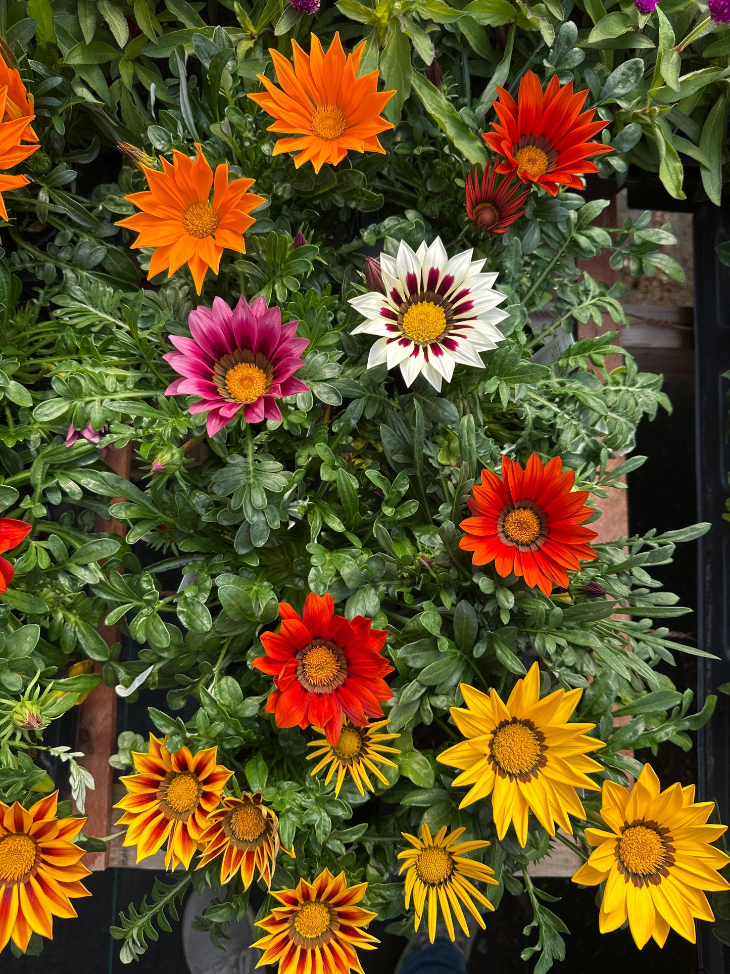 GAZANIA NEW DAY MIX - 4'' POT