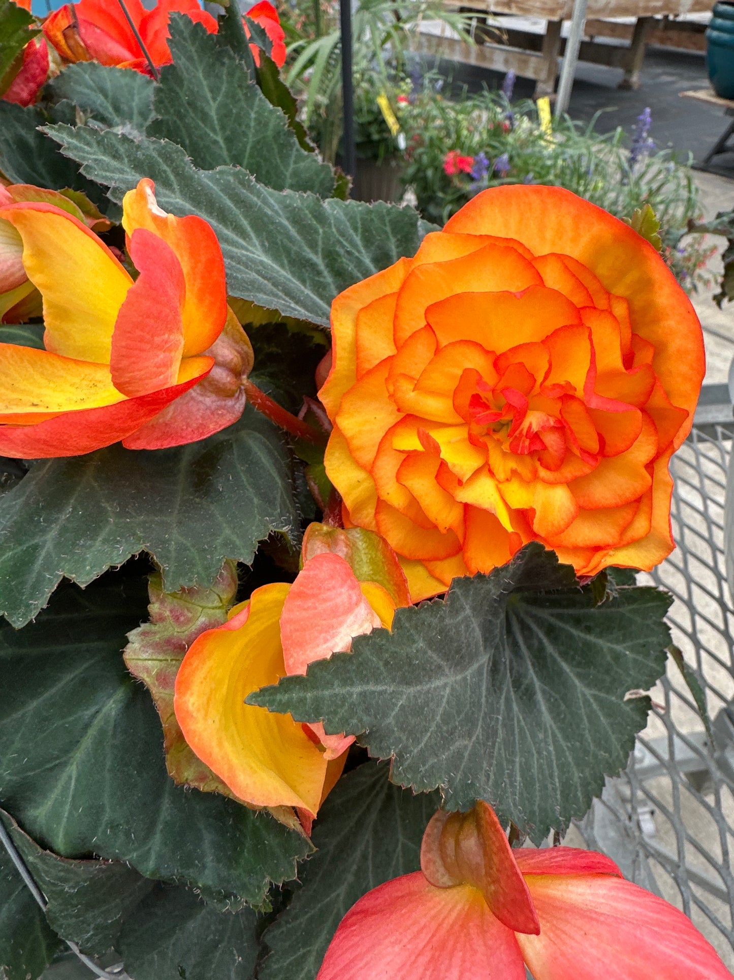 BEGONIA NON-STOP FIRE - 10" HANGING BASKET
