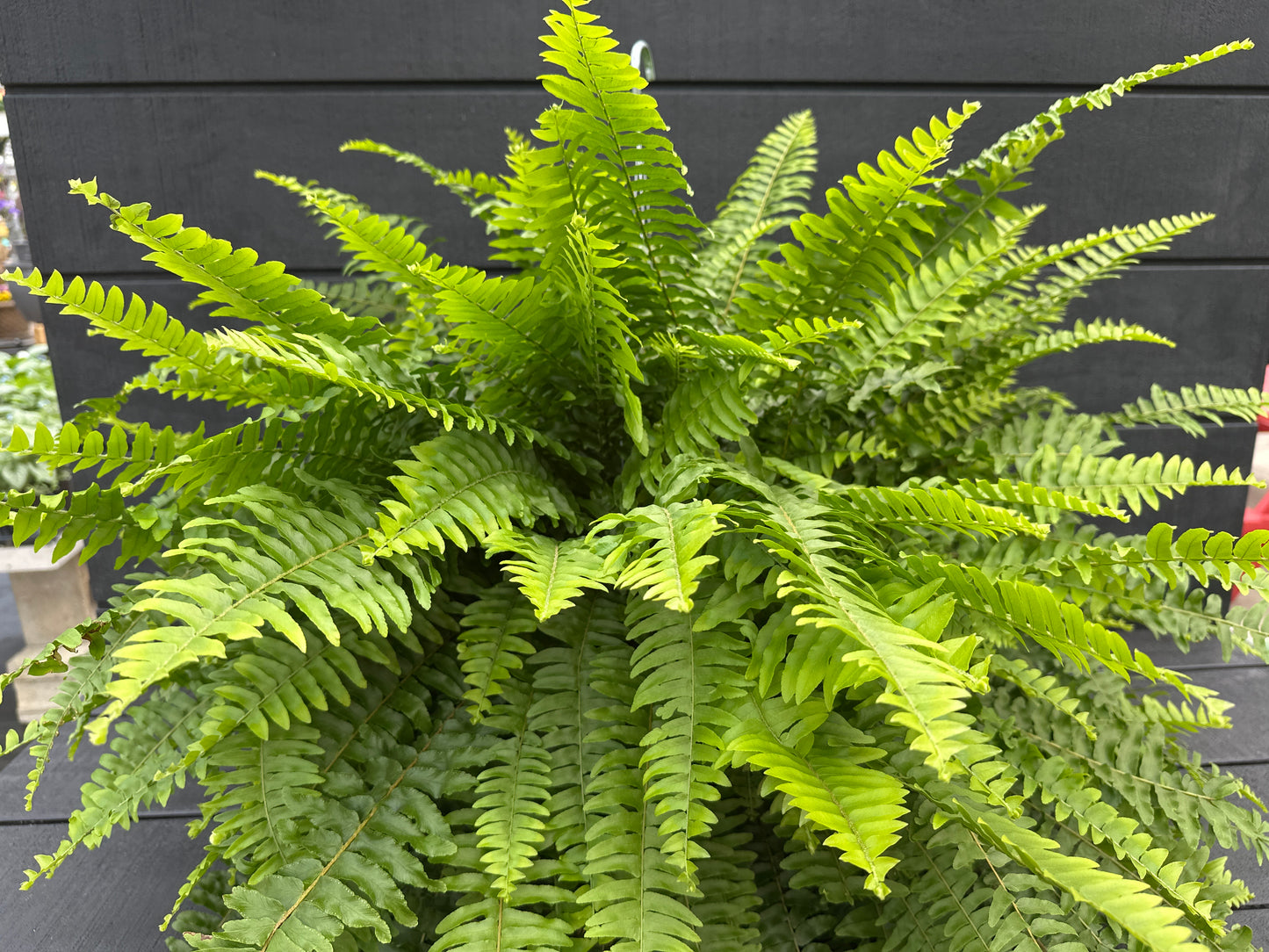 BOSTON FERN