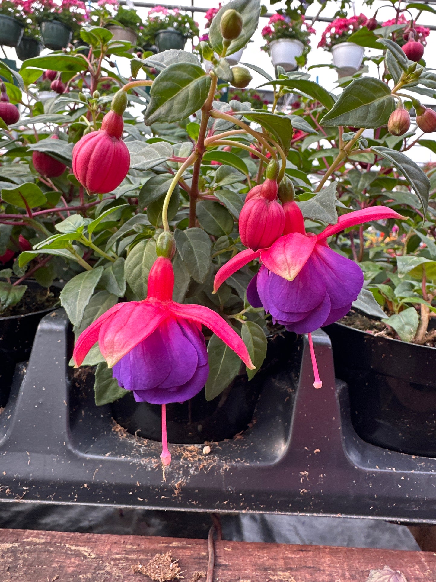 FUCHSIA DARK EYES - 4'' POT