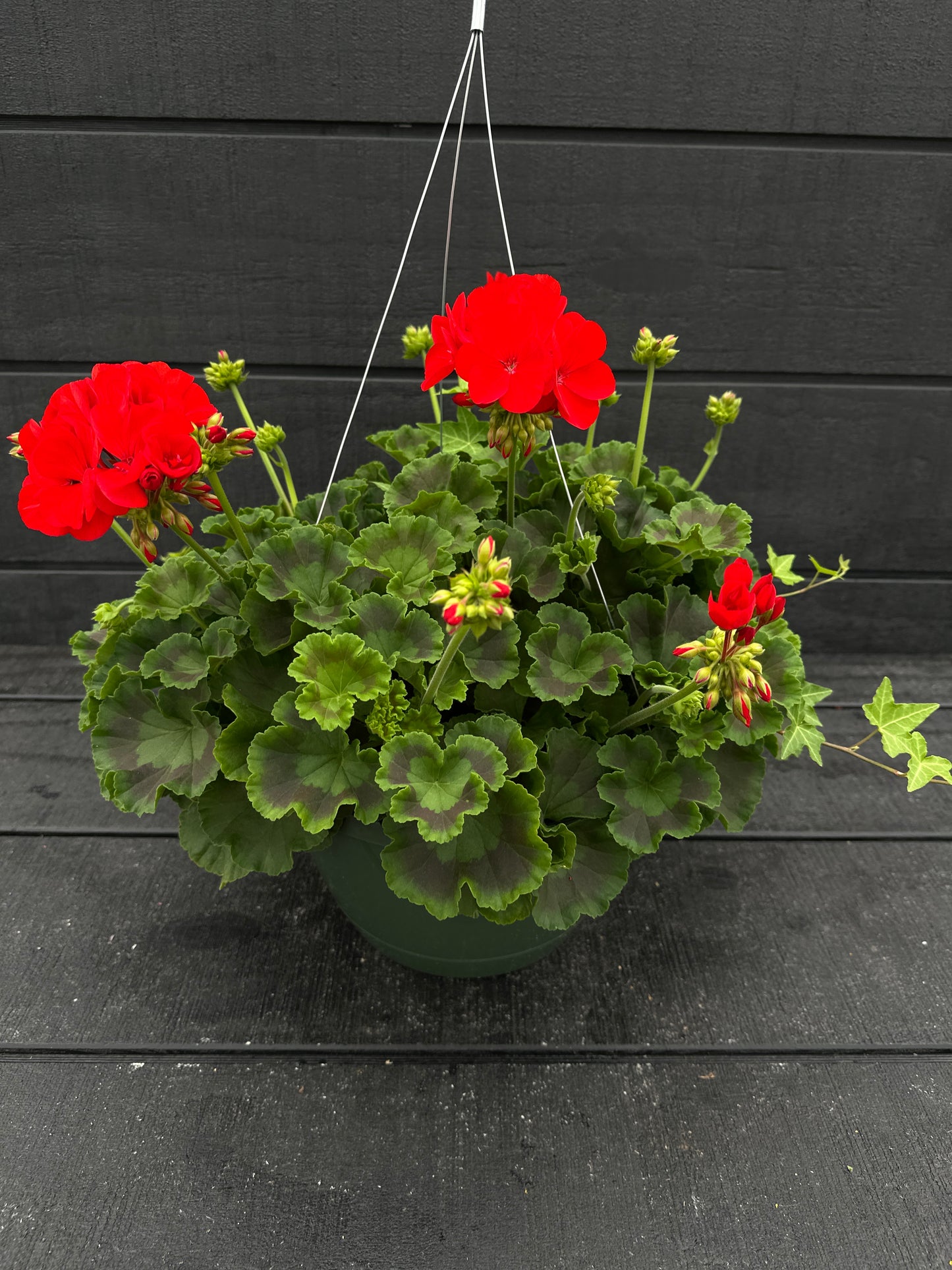 BASKET #46 - 10'' HANGING BASKET