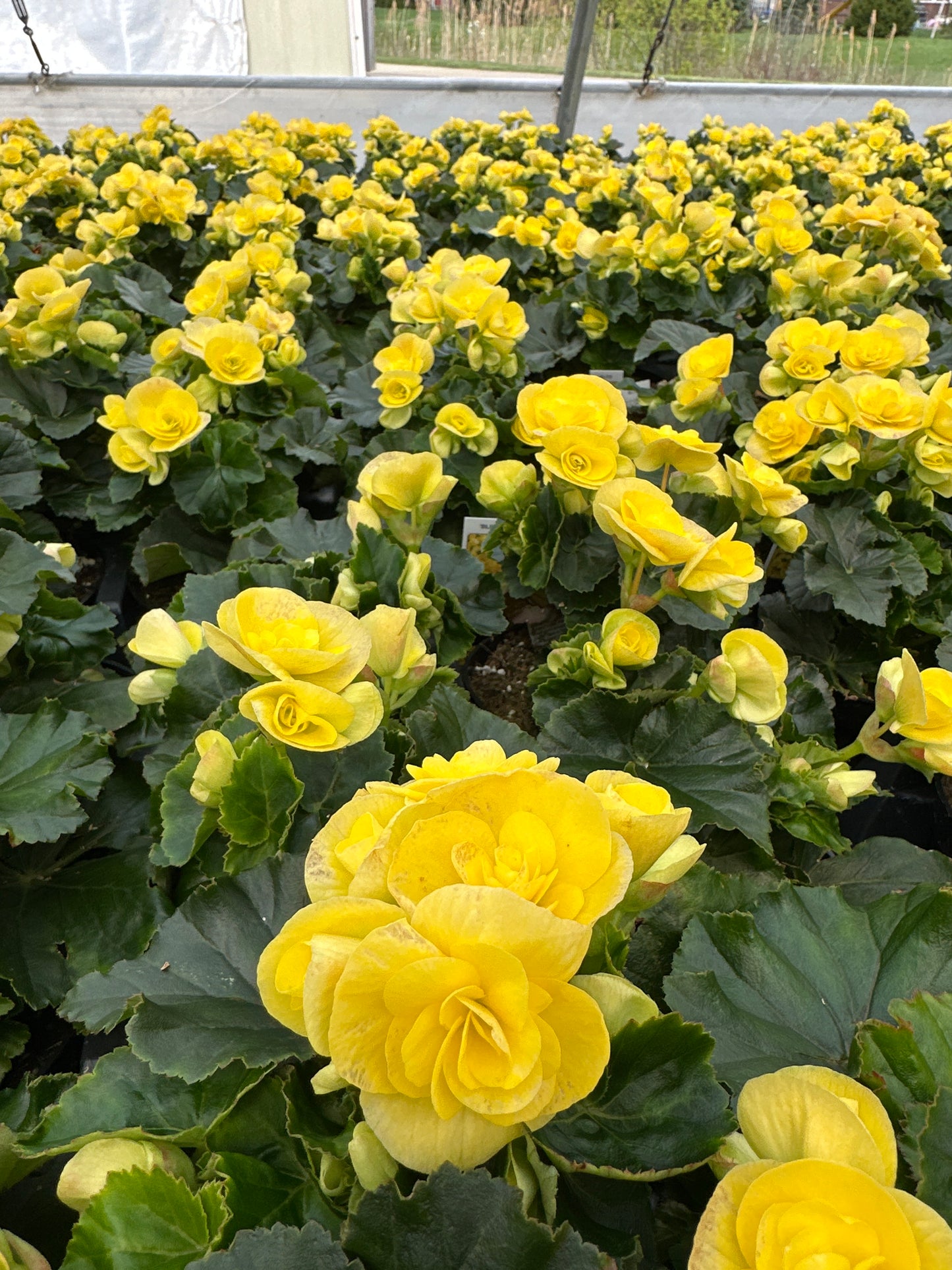 BEGONIA REIGER BLITZ - 4'' POT