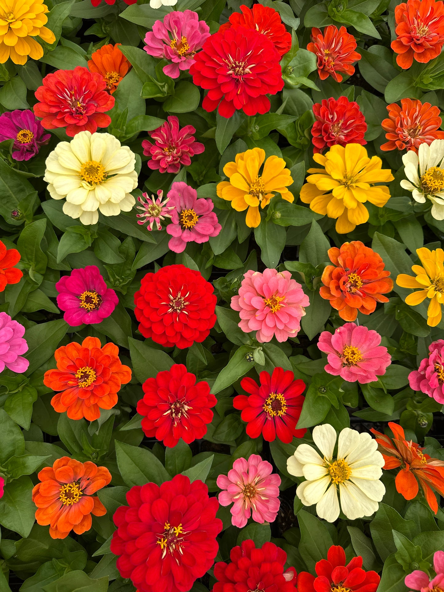 ZINNIA DREAMLAND MIXED - 4" POT