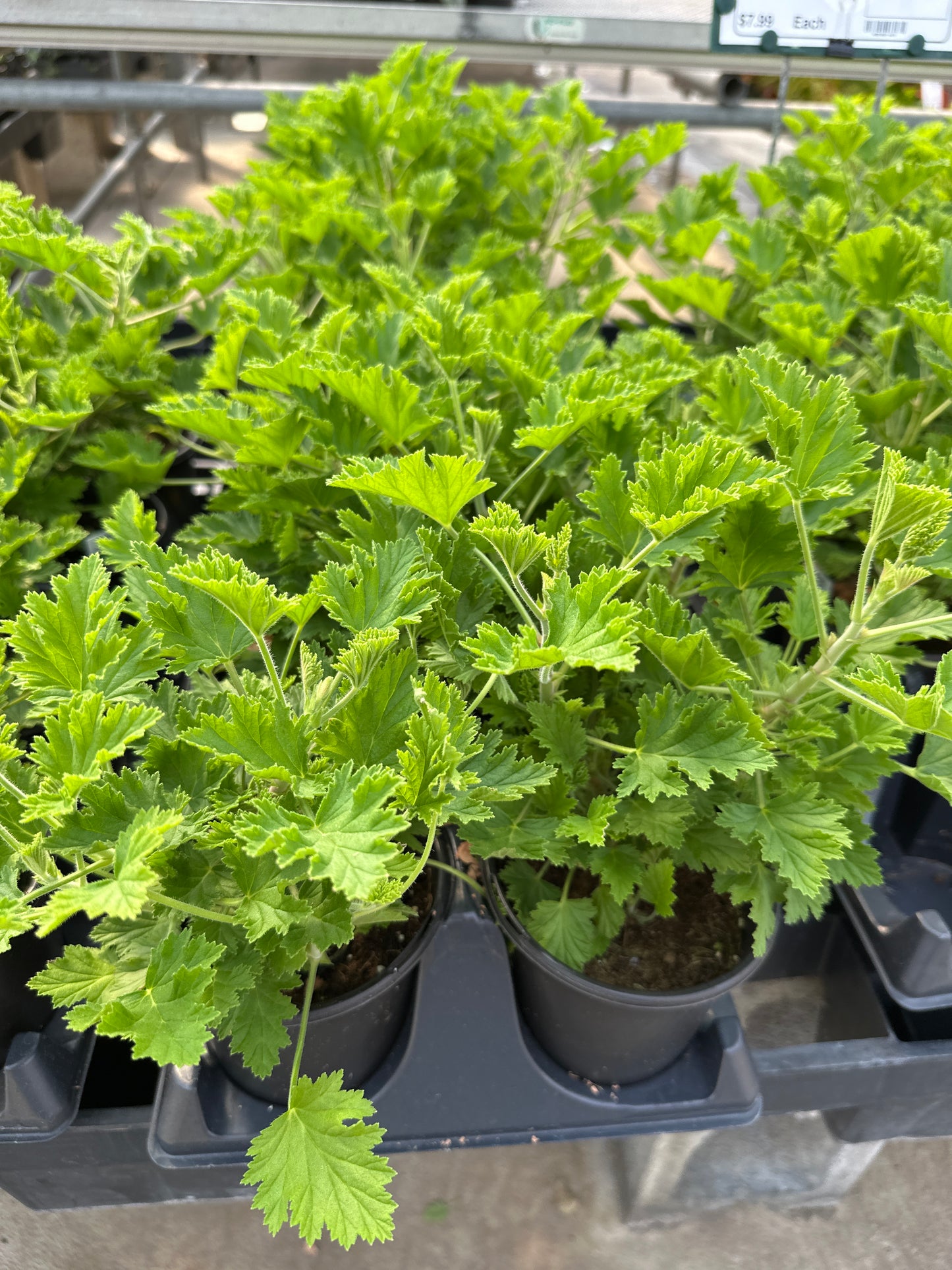 CITROSA MOSQUITO FIGHTER