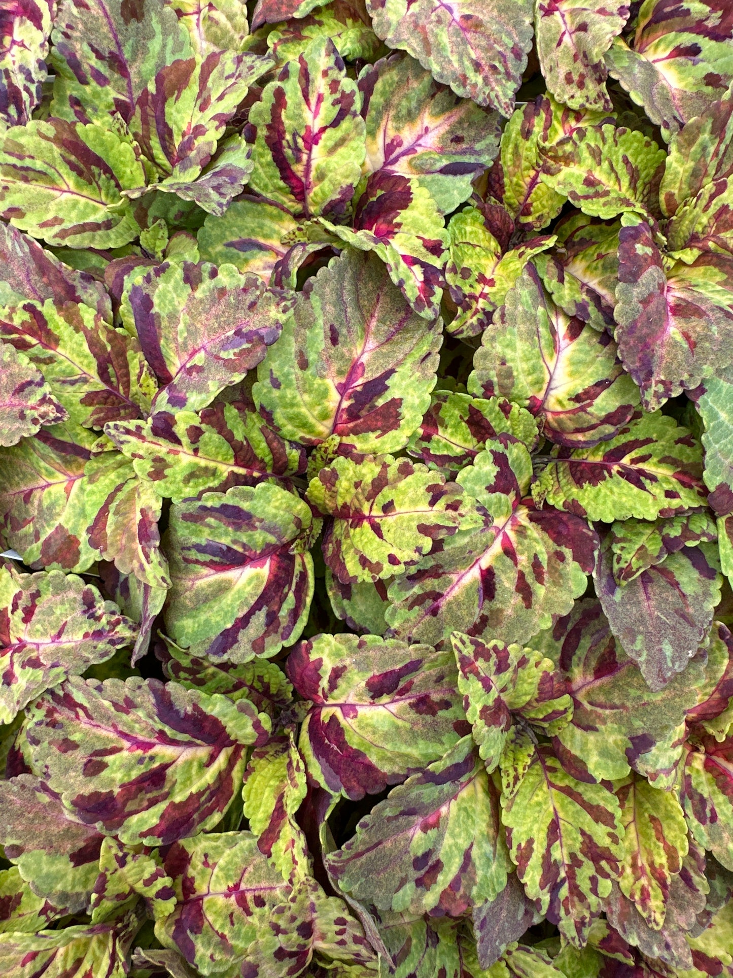 COLEUS WIZARD MOSAIC - FLAT OF 48 PLANTS