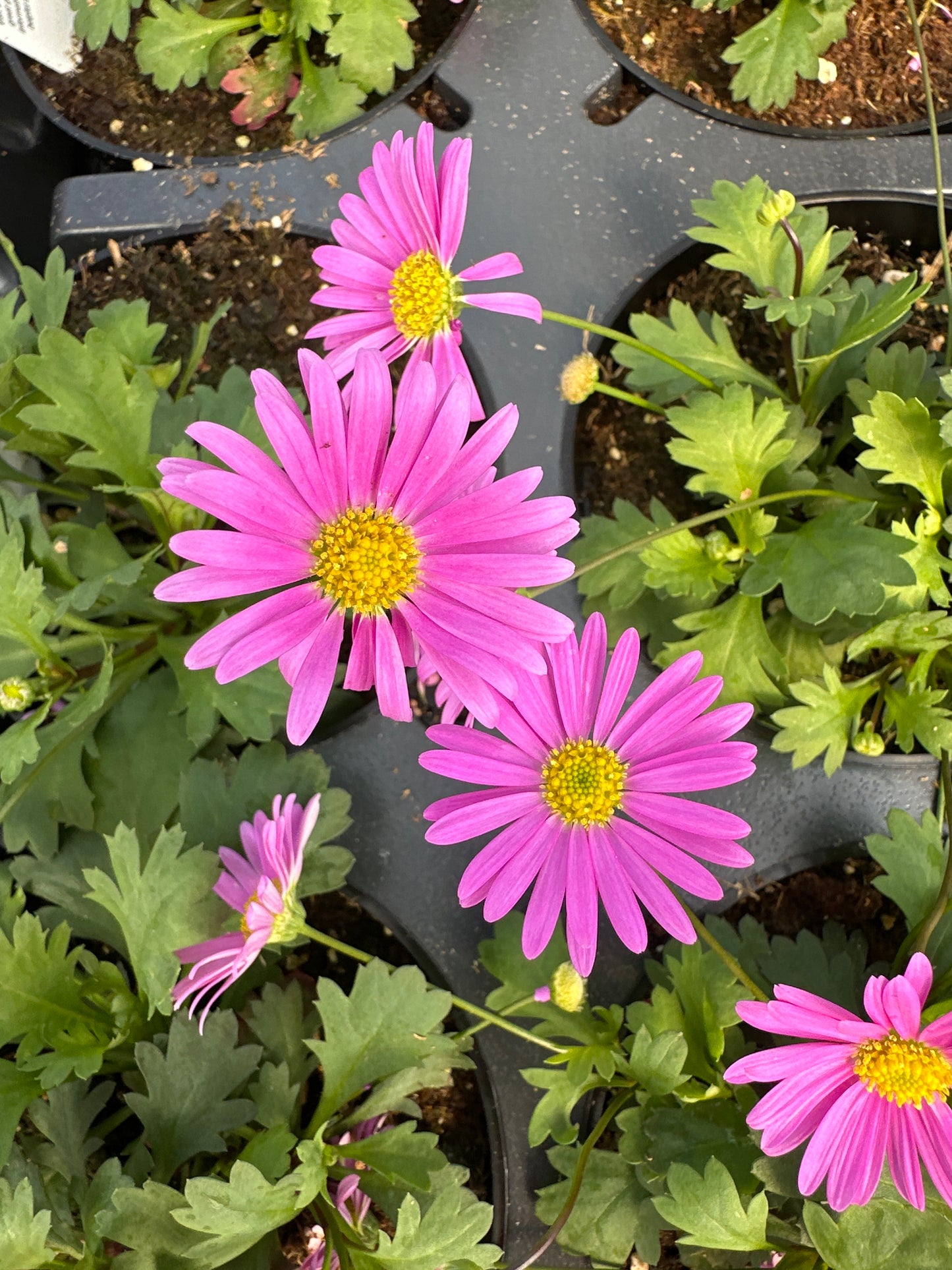 BRACHYSOME FRESCO CANDY - 4'' POT