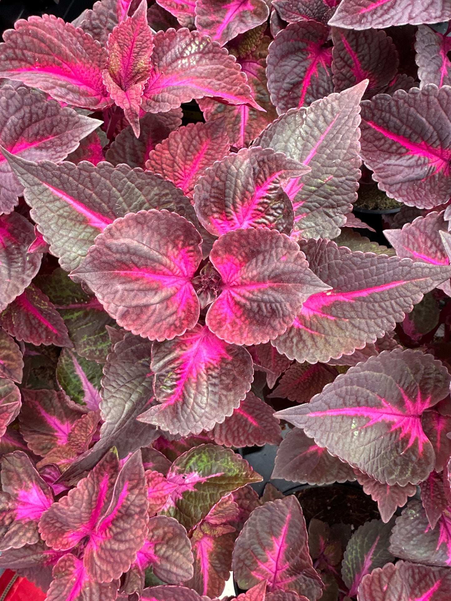 MAGILLA PERILLA - 4" POT