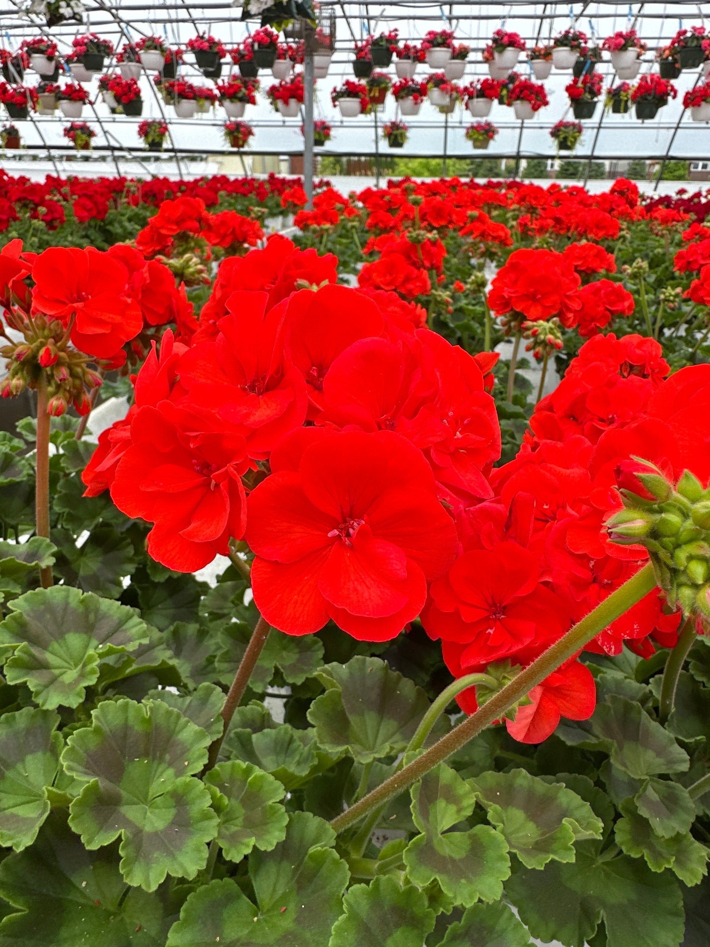 GERANIUM DYNAMO ORANGE - 6" POT