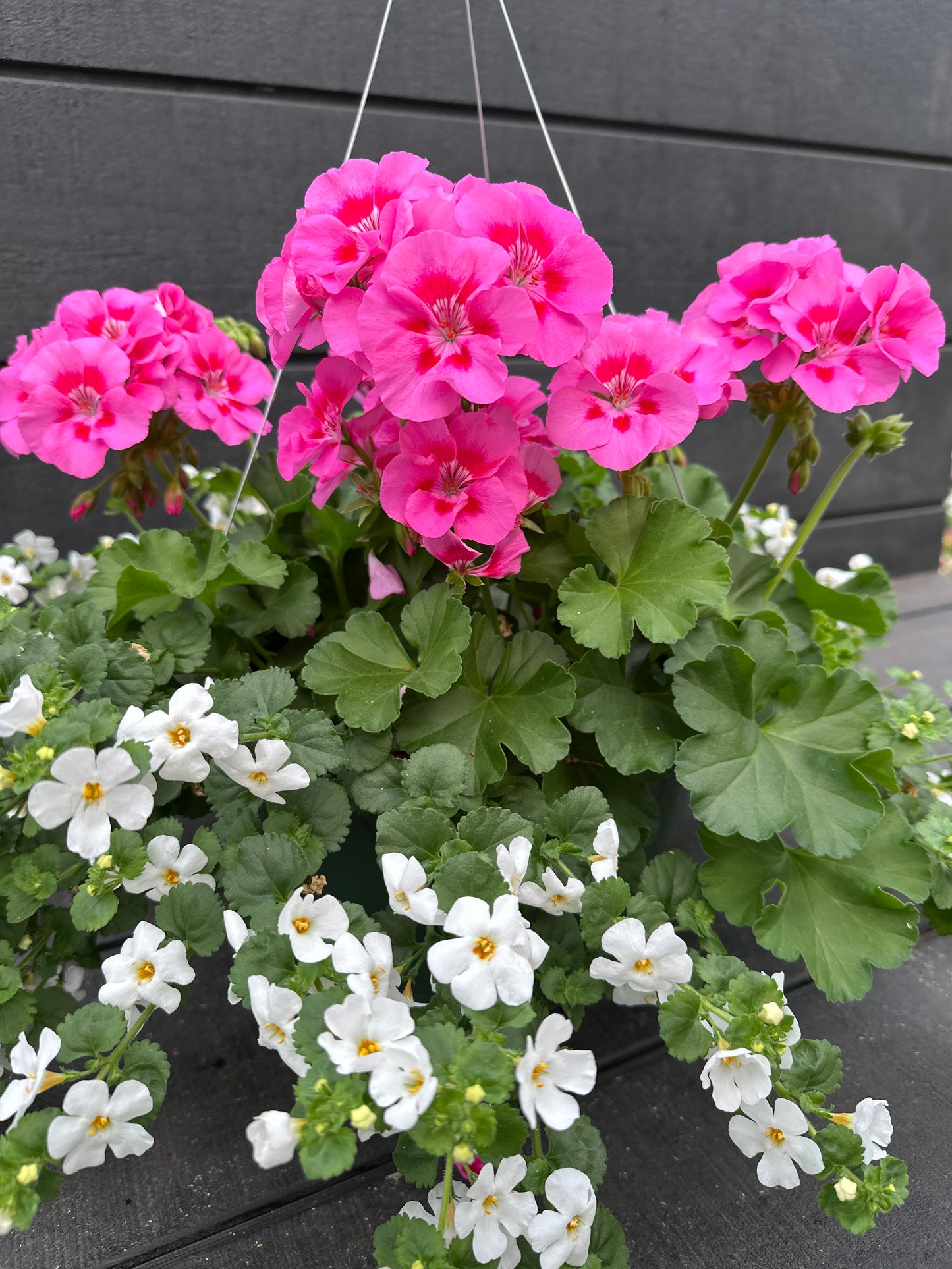BASKET #43 - 10'' HANGING BASKET