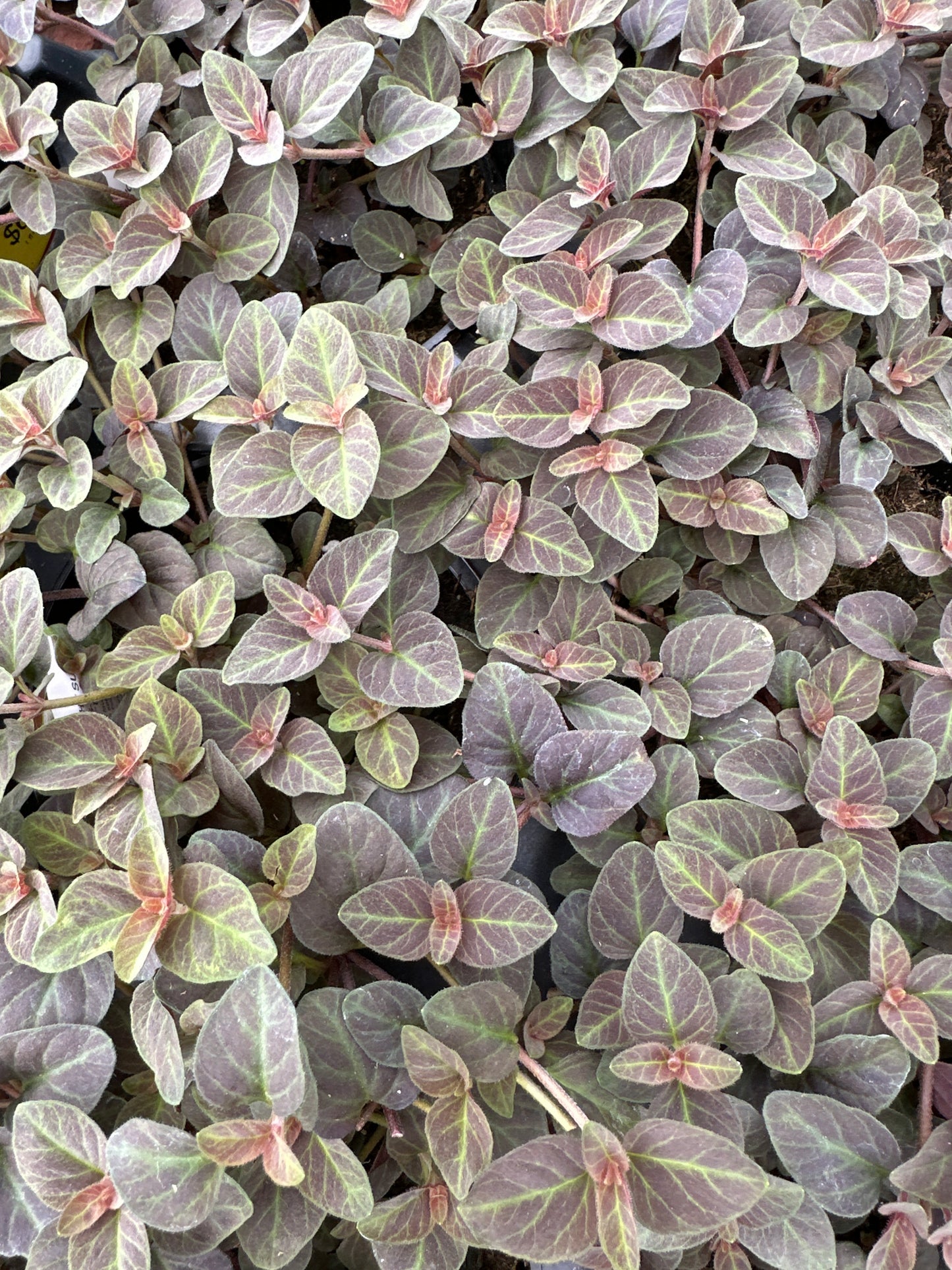 LYSIMACHIA MIDNIGHT SUN - 4" POT