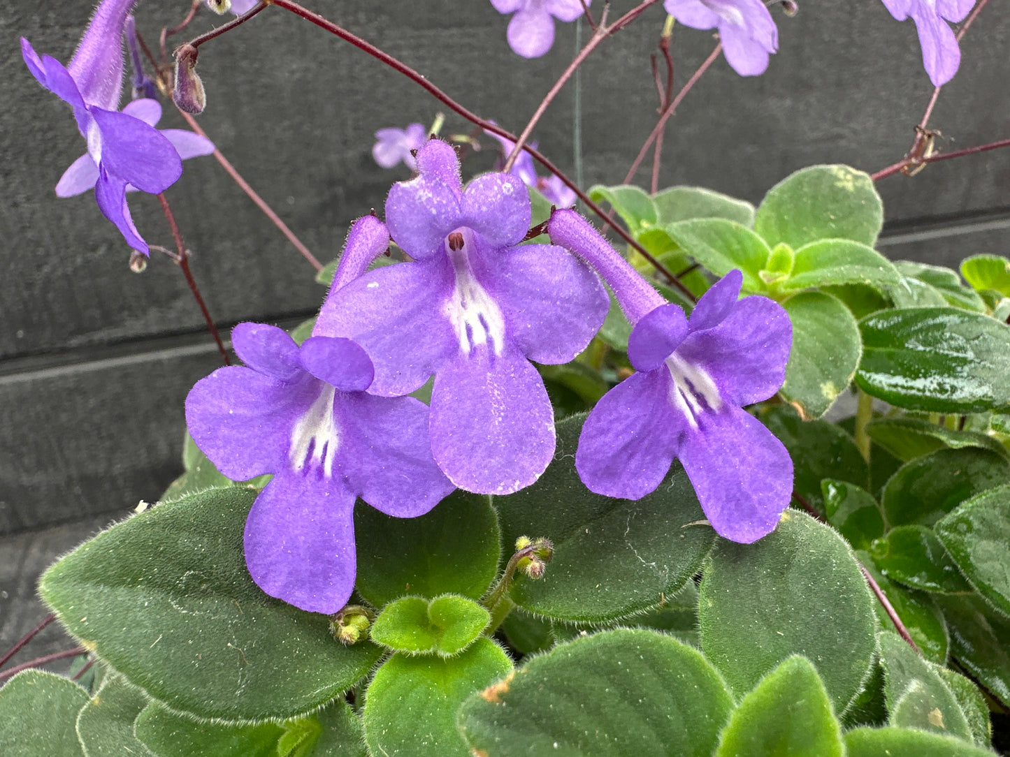 STREPTOCARPELLA BLUE CLOUD - 8" HANGING BASKET
