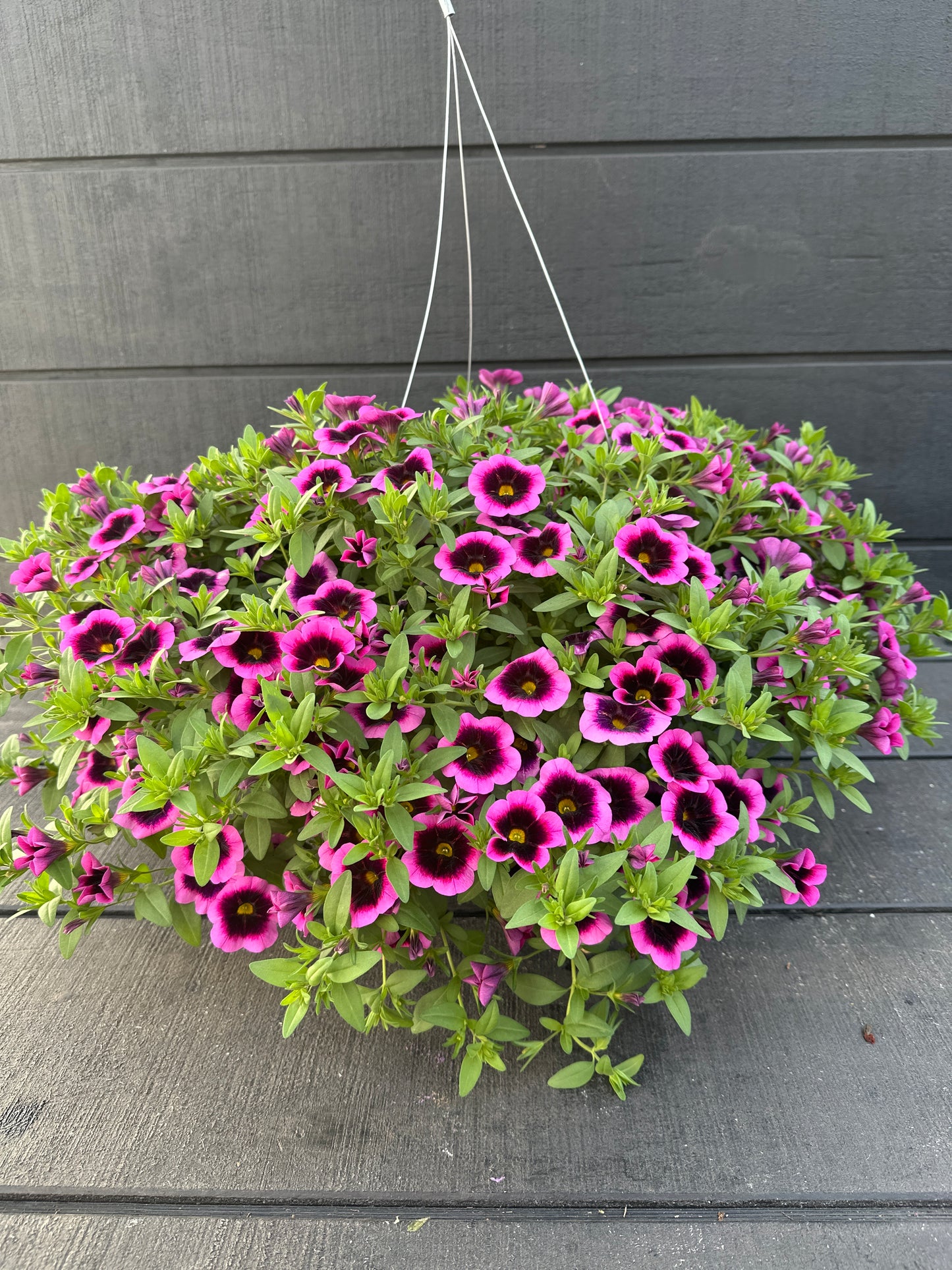 CALIBRACHOA EYECATCHER FUCHSIA - 10'' HANGING BASKET
