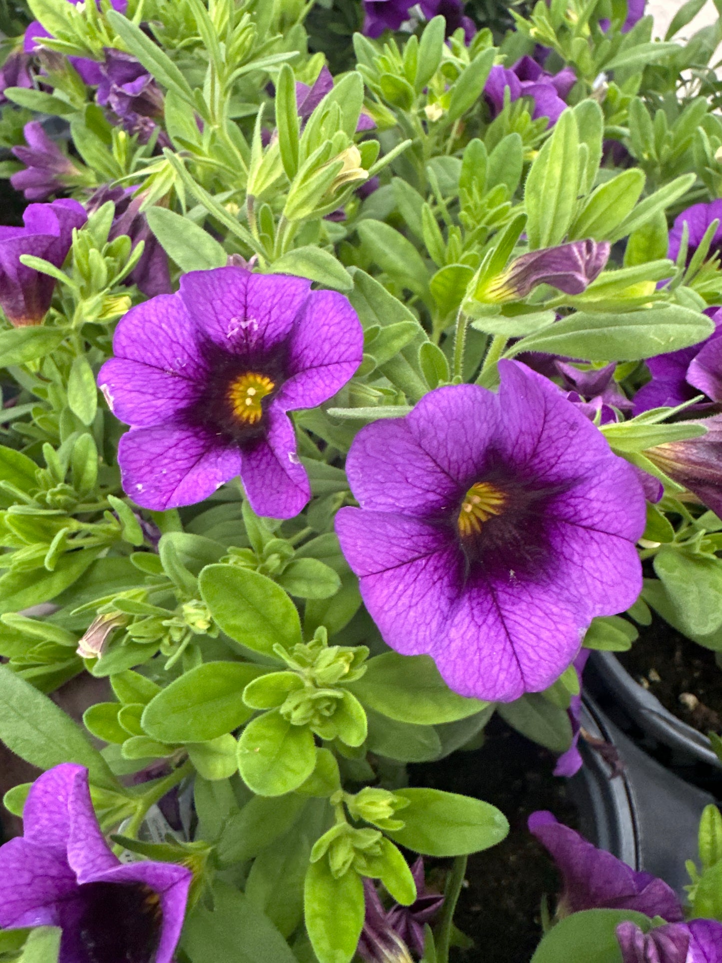 CALIBRACHOA SUPERBELLS GRAPE PUNCH - QUART POT