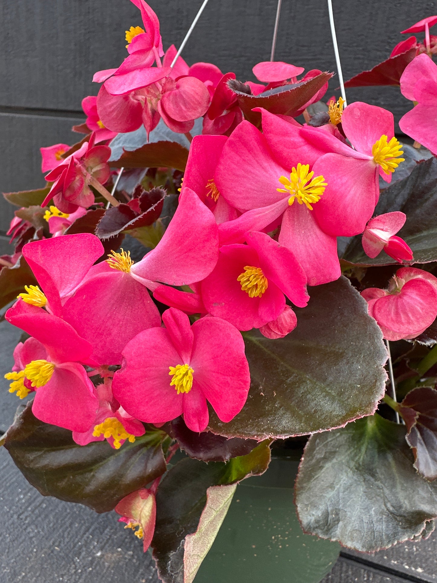 BEGONIA BADA BOOM ROSE - 8'' HANGING BASKET