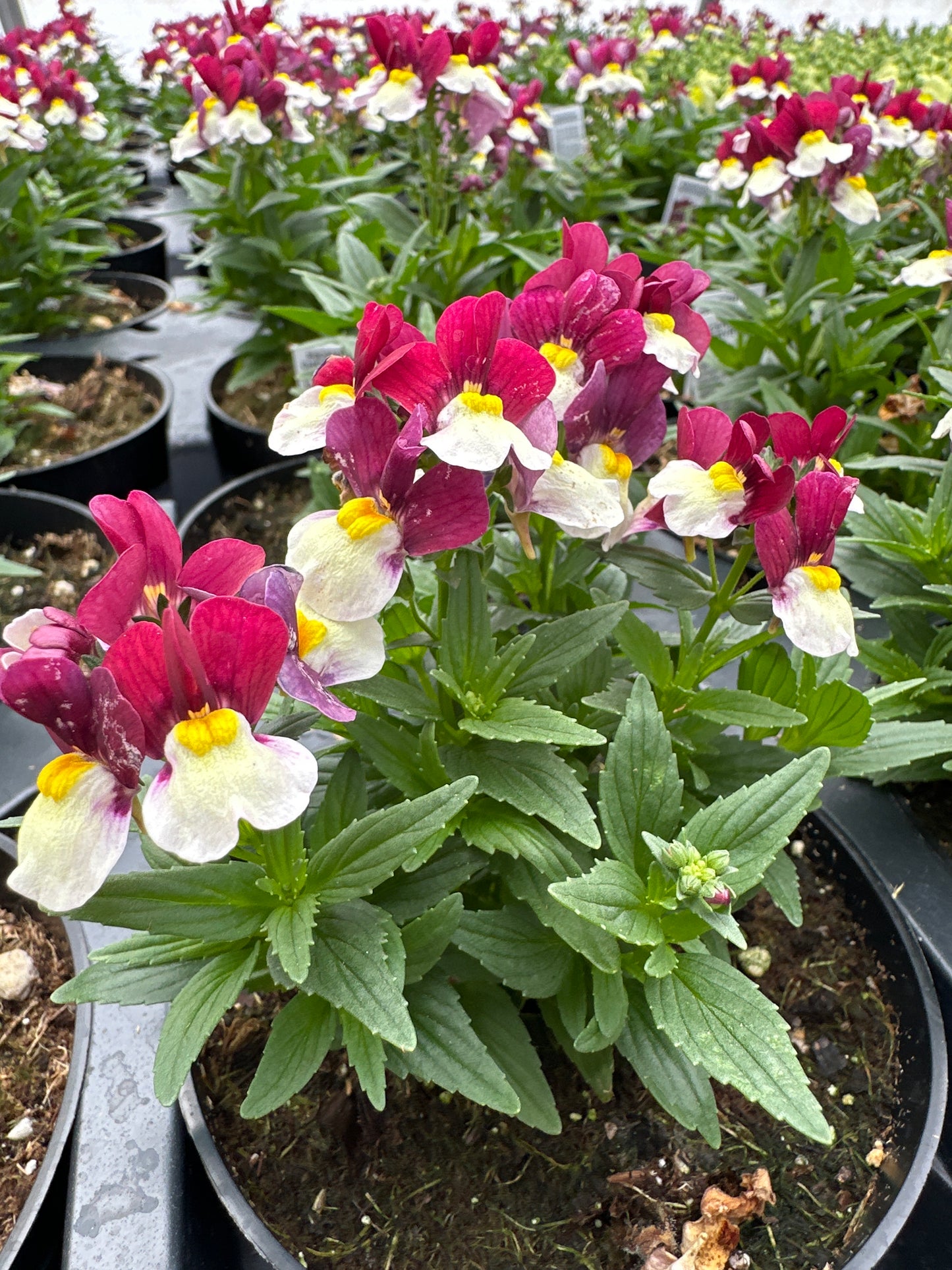 NEMESIA ESCENTIAL CHERRYBERRY - 4" POT
