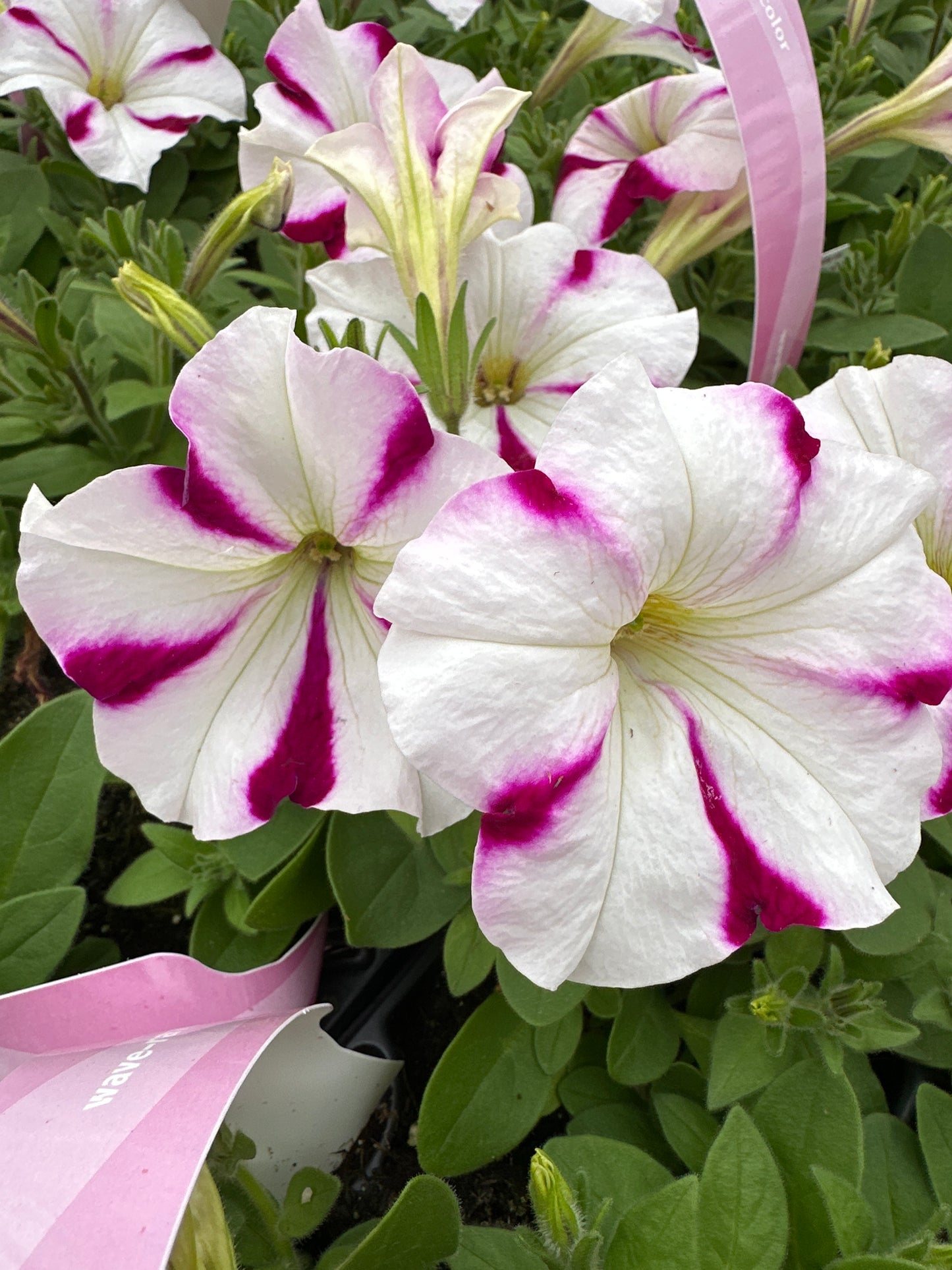 PETUNIA EASY WAVE BURGUNDY STAR - JUMBO 6 PACK