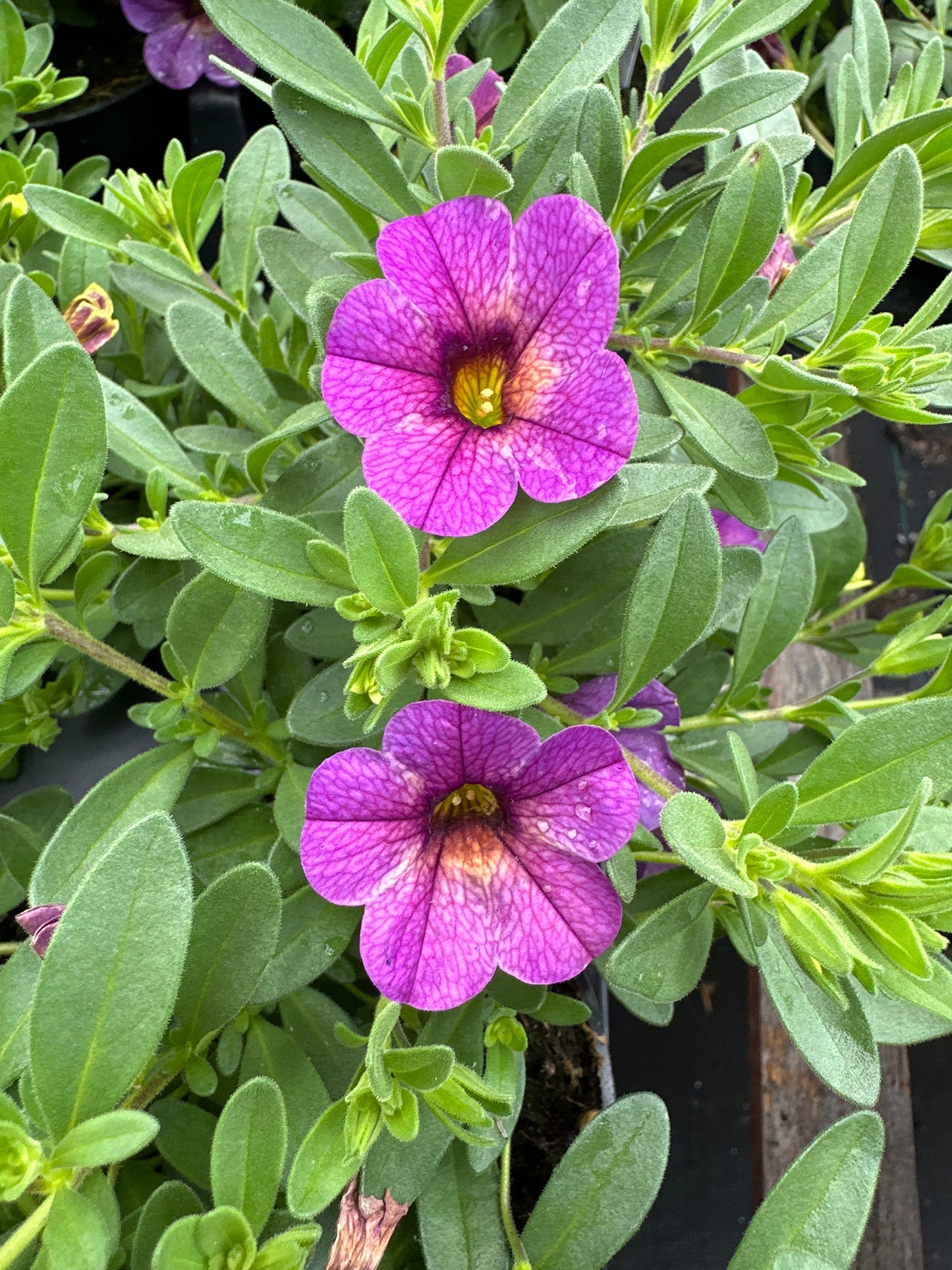 CALIBRACHOA CHAMELEON BLUEBERRY SCONE - 4'' POT