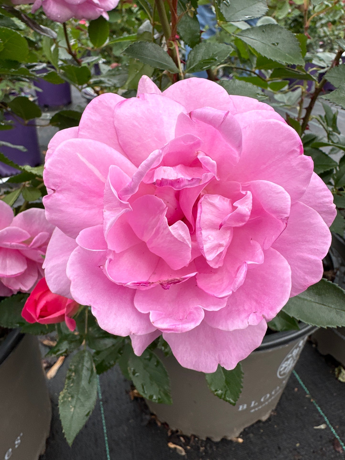 ROSE Orchid Romance