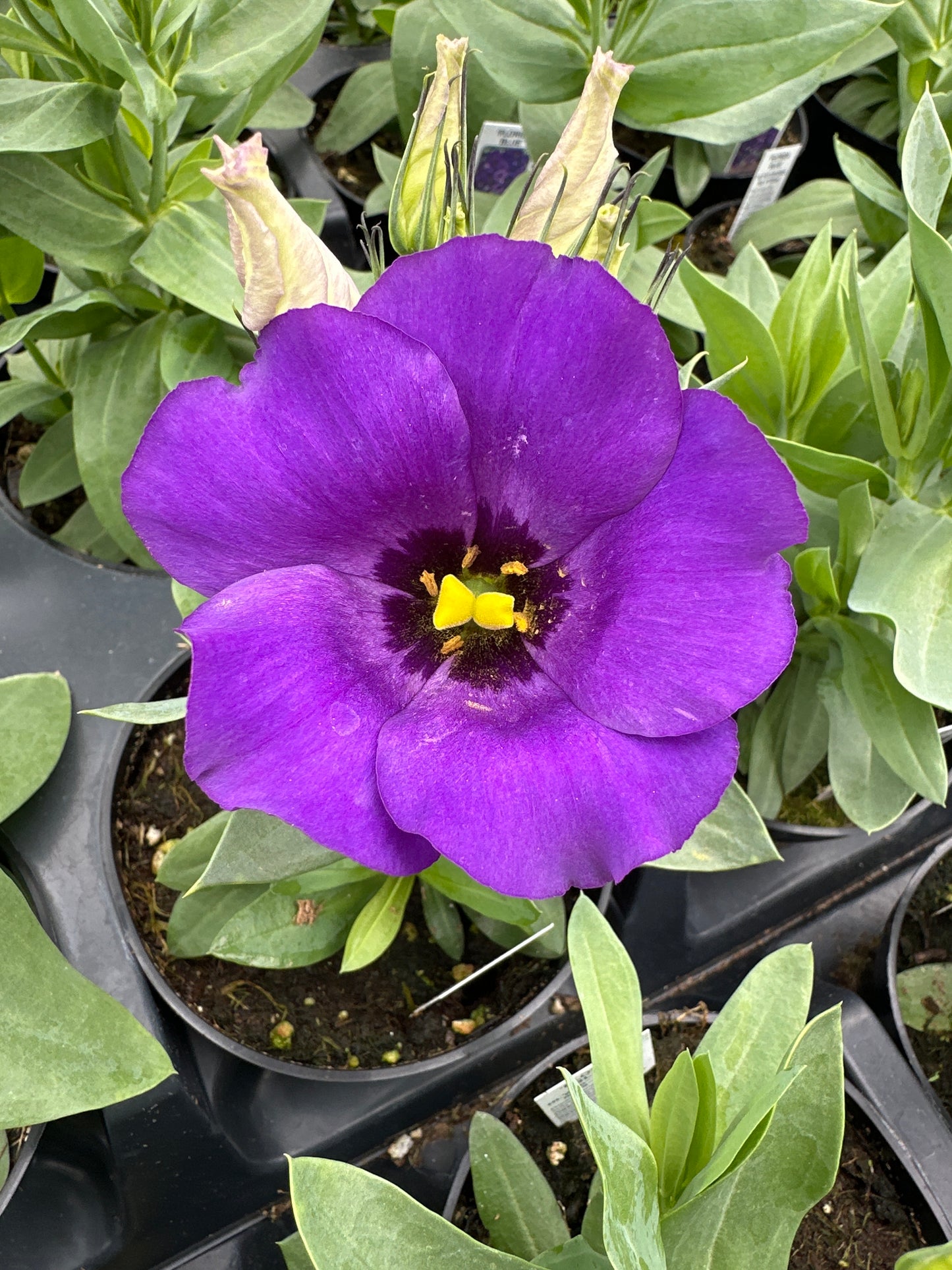 LISIANTHUS FLORIDA BLUE - 4" POT