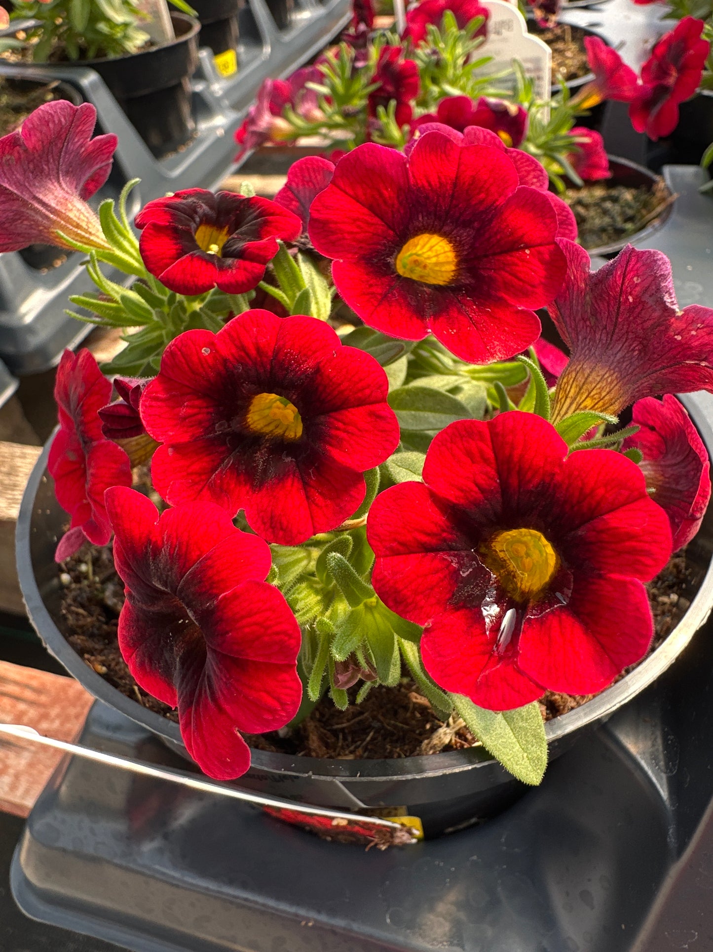 CALIBRACHOA CHA CHA RED KISS - 4'' POT