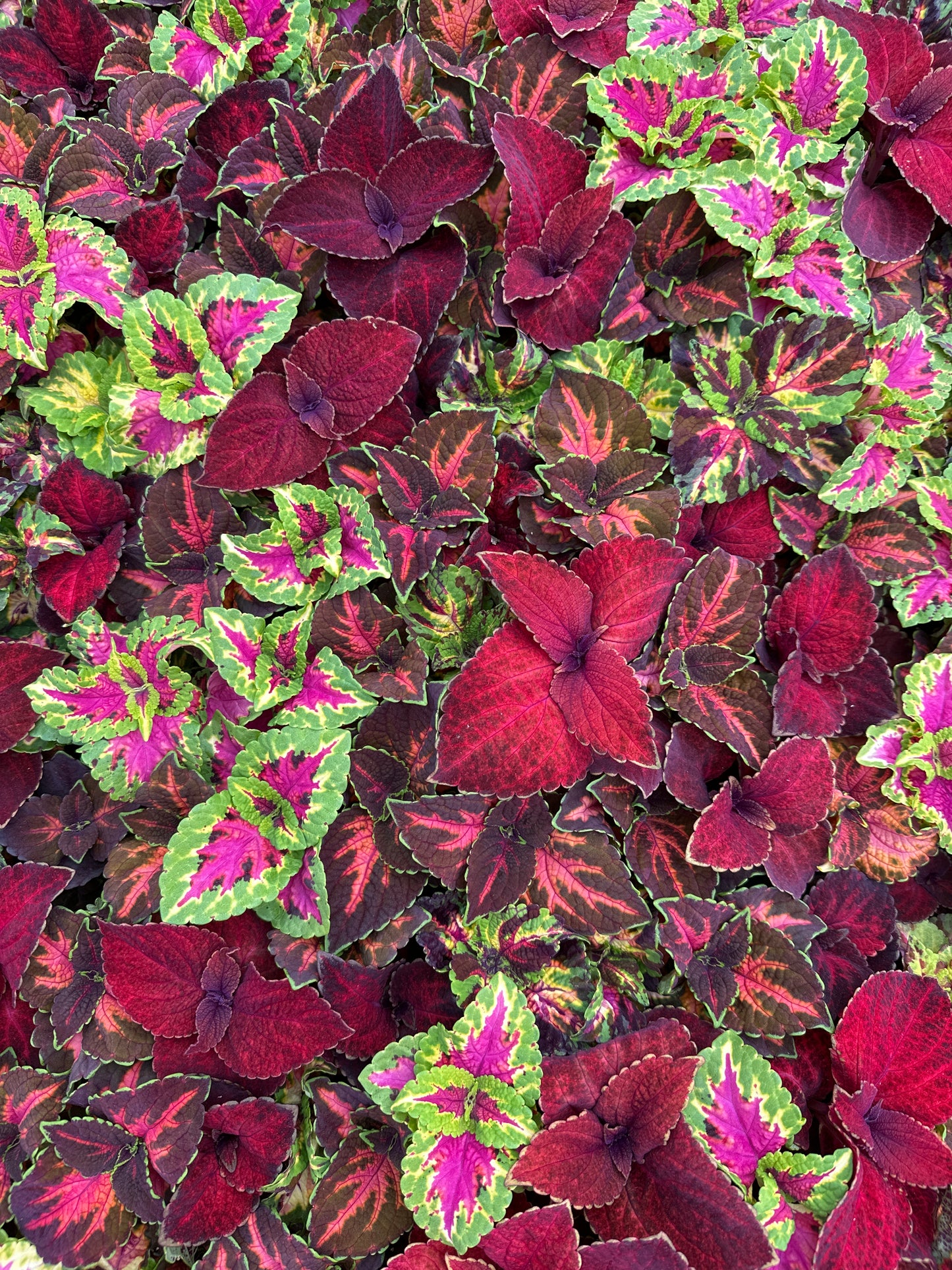 COLEUS RAINBOW MULTICOLOR - FLAT OF 48 PLANTS