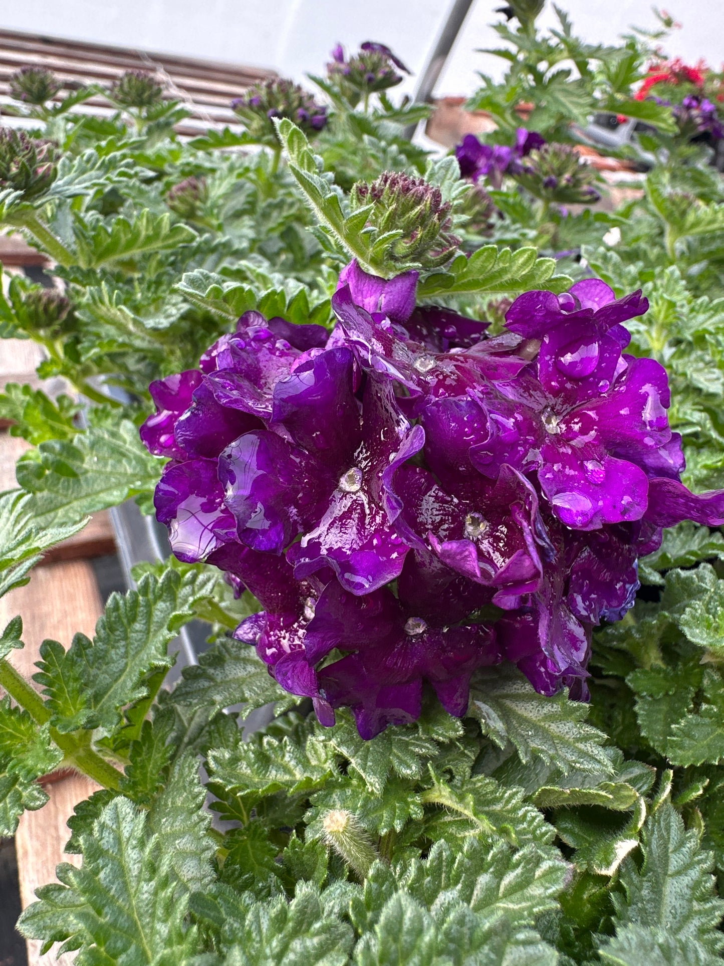 VERBENA EMPRESS VIOLET BLUE - 4'' POT