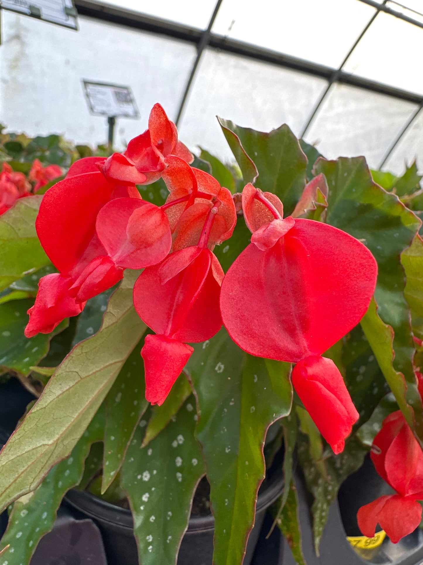 BEGONIA ANGEL WING LOIS BURKE - QUART POT