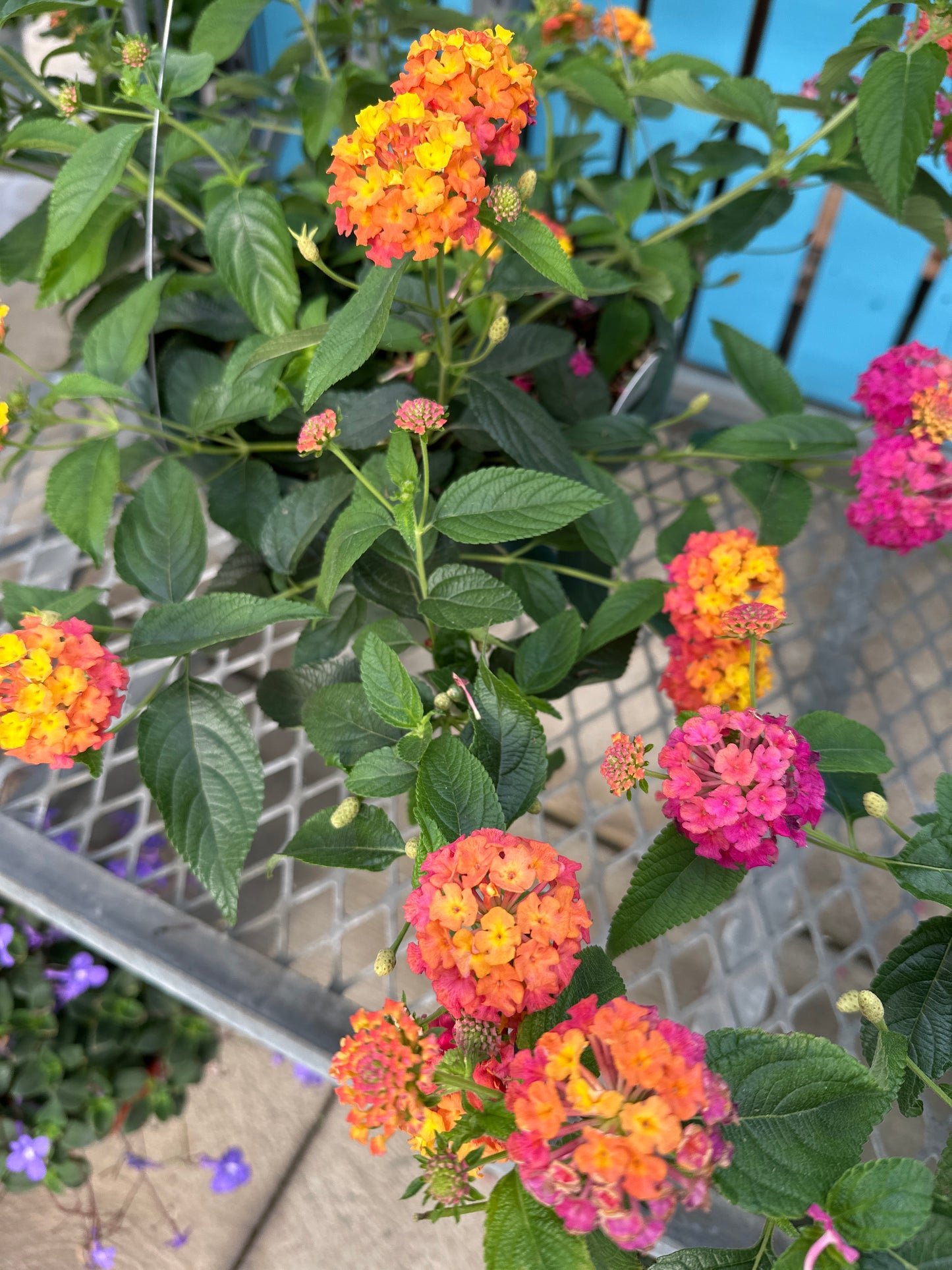 LANTANA LUSCIOUS BERRY BLEND - 10" HANGING BASKET