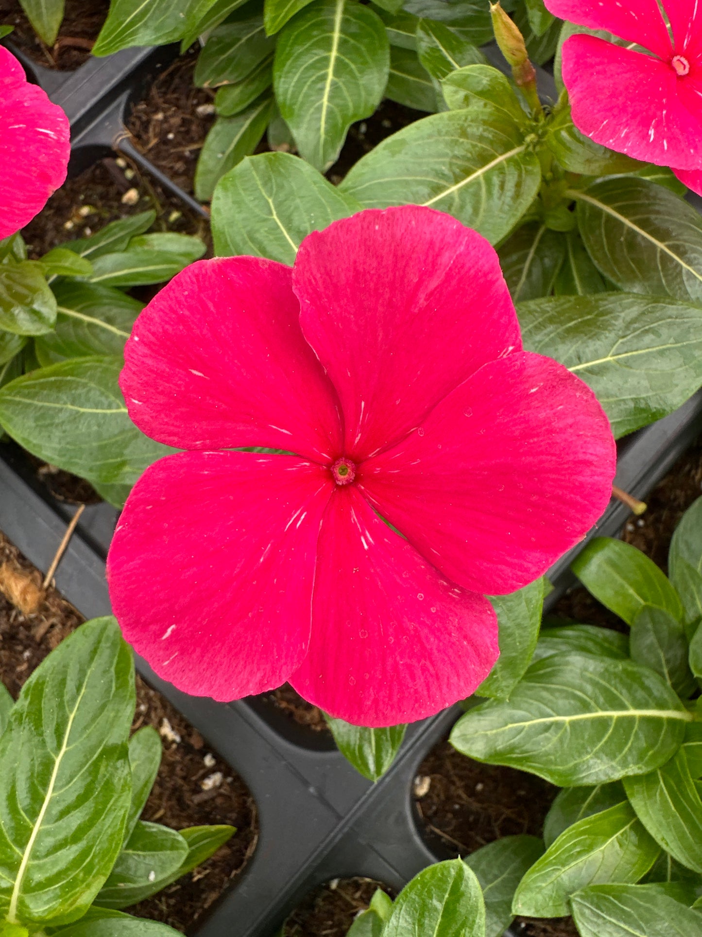 PERIWINKLE VINCA CORA CASCADE PUNCH - FLAT OF 32 PLANTS