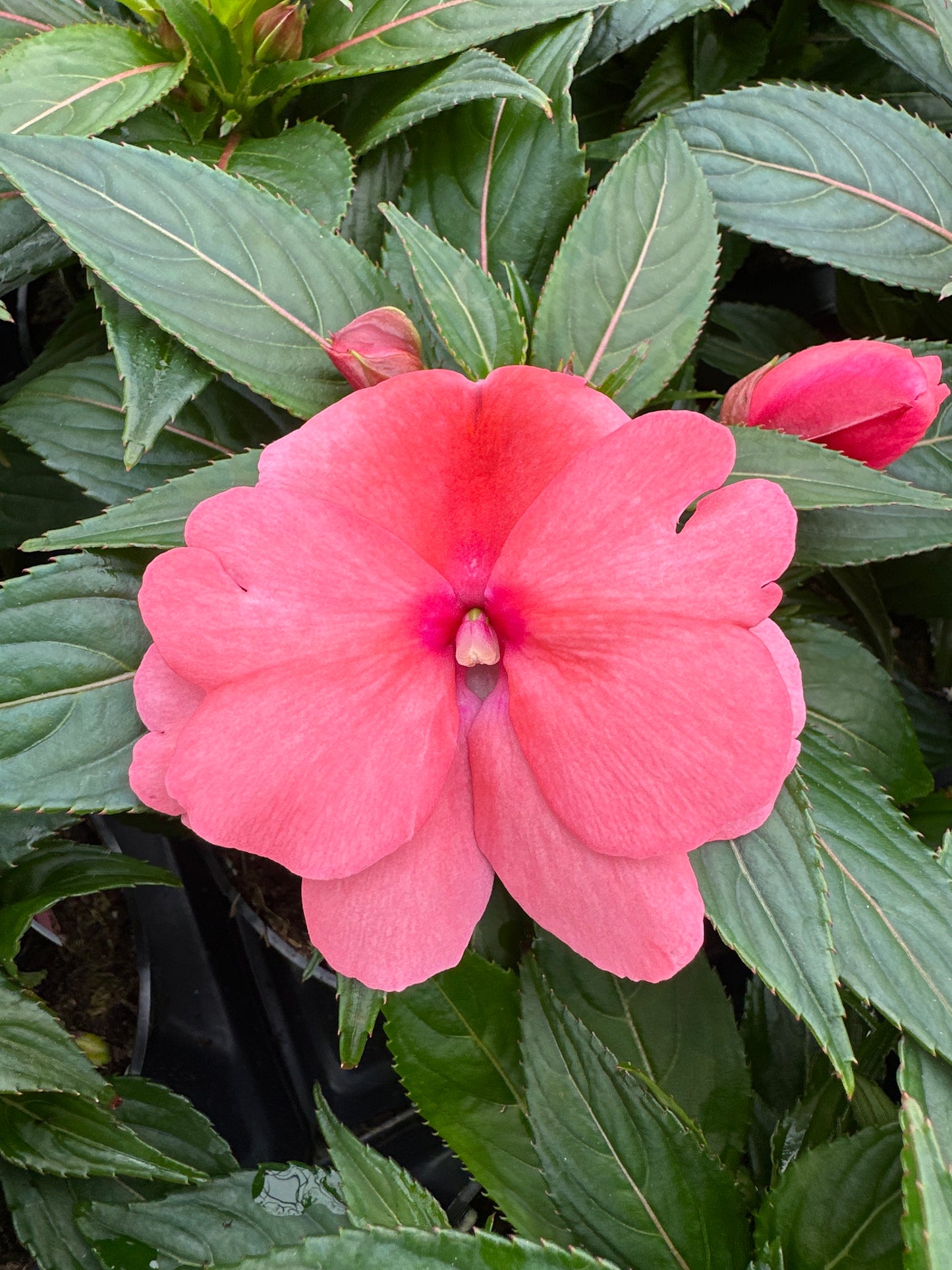IMPATIENS SONIC SALMON - 4" POT
