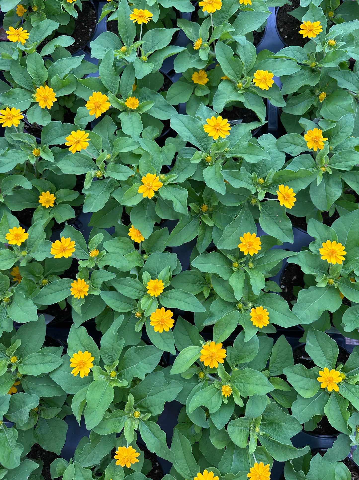 MELAMPODIUM JACKPOT GOLD - 4'' POT