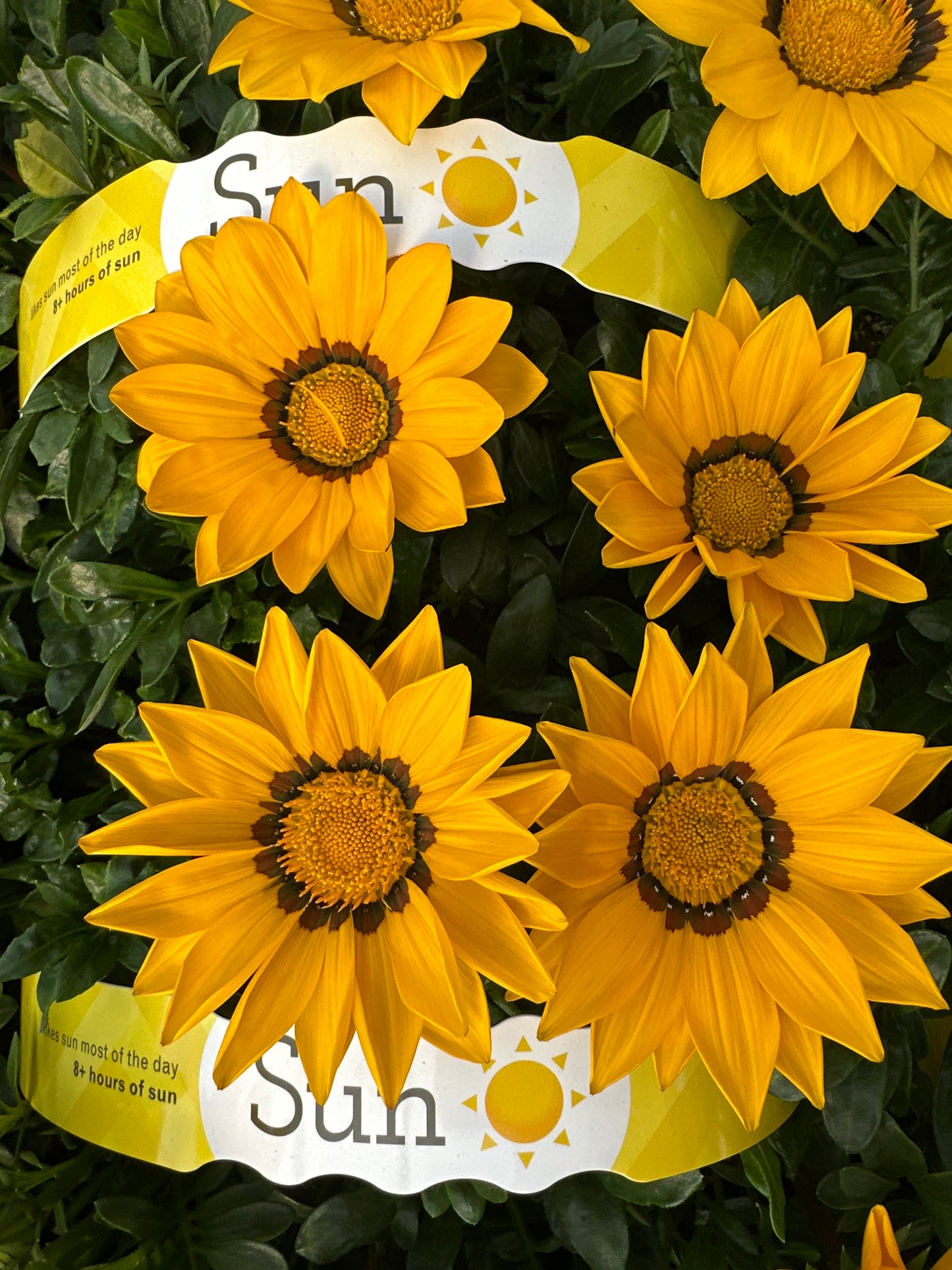 GAZANIA NEW DAY YELLOW - JUMBO 6 PACK