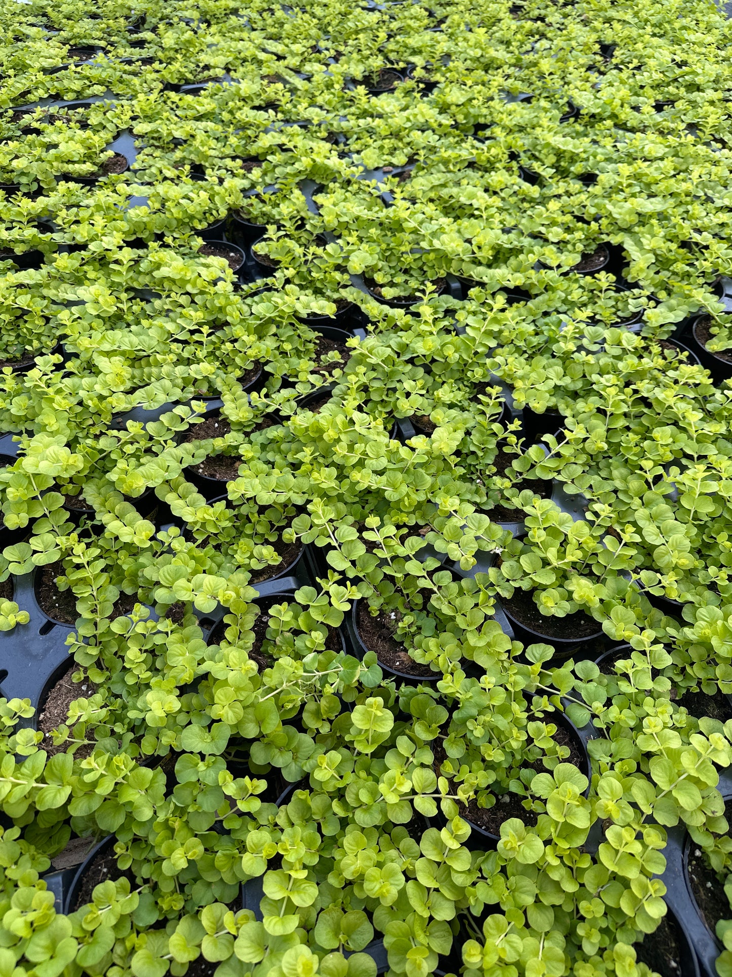 LYSIMACHIA NUMMULARIA YELLOW CREEPING JENNY - 4" POT