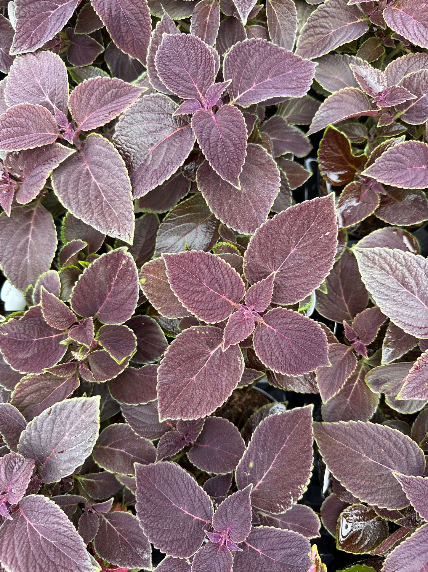 COLEUS VINO - 4" POT