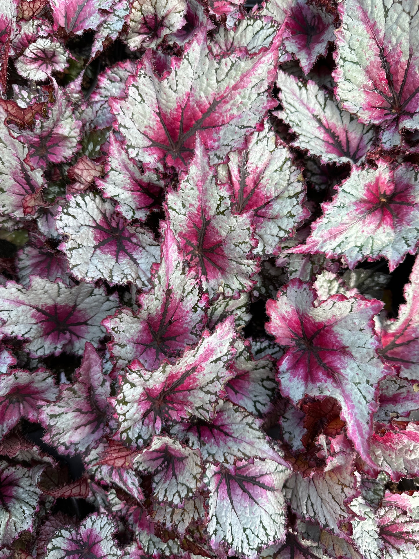 BEGONIA REX JURASSIC PINK SPLASH - QUART POT
