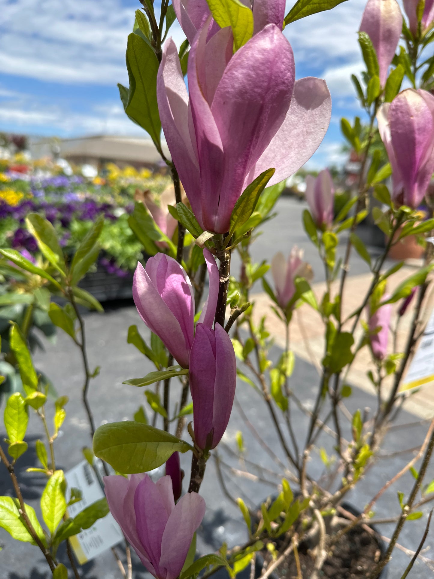 Magnolia 'Ann'