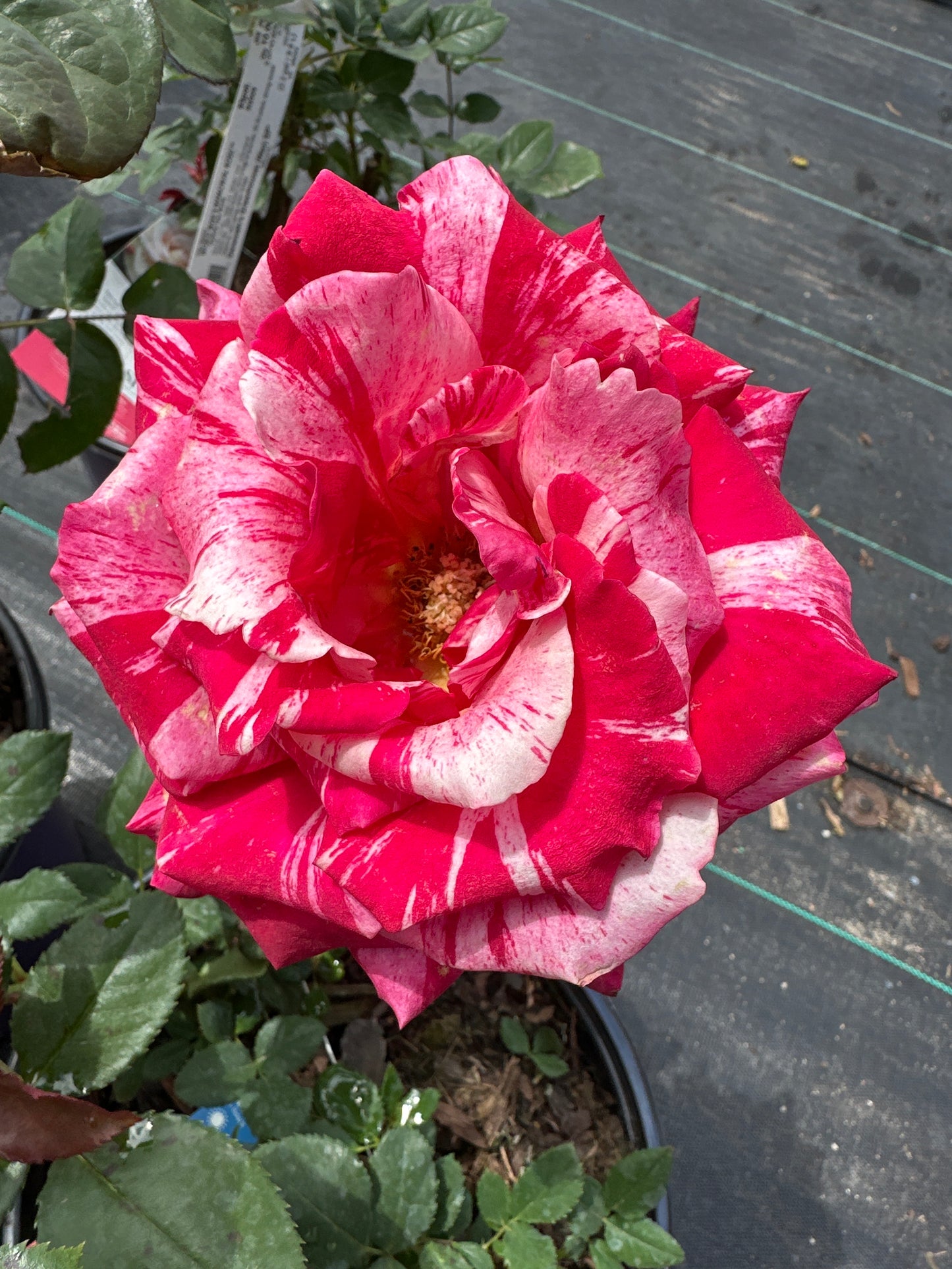 ROSE Avant Garde