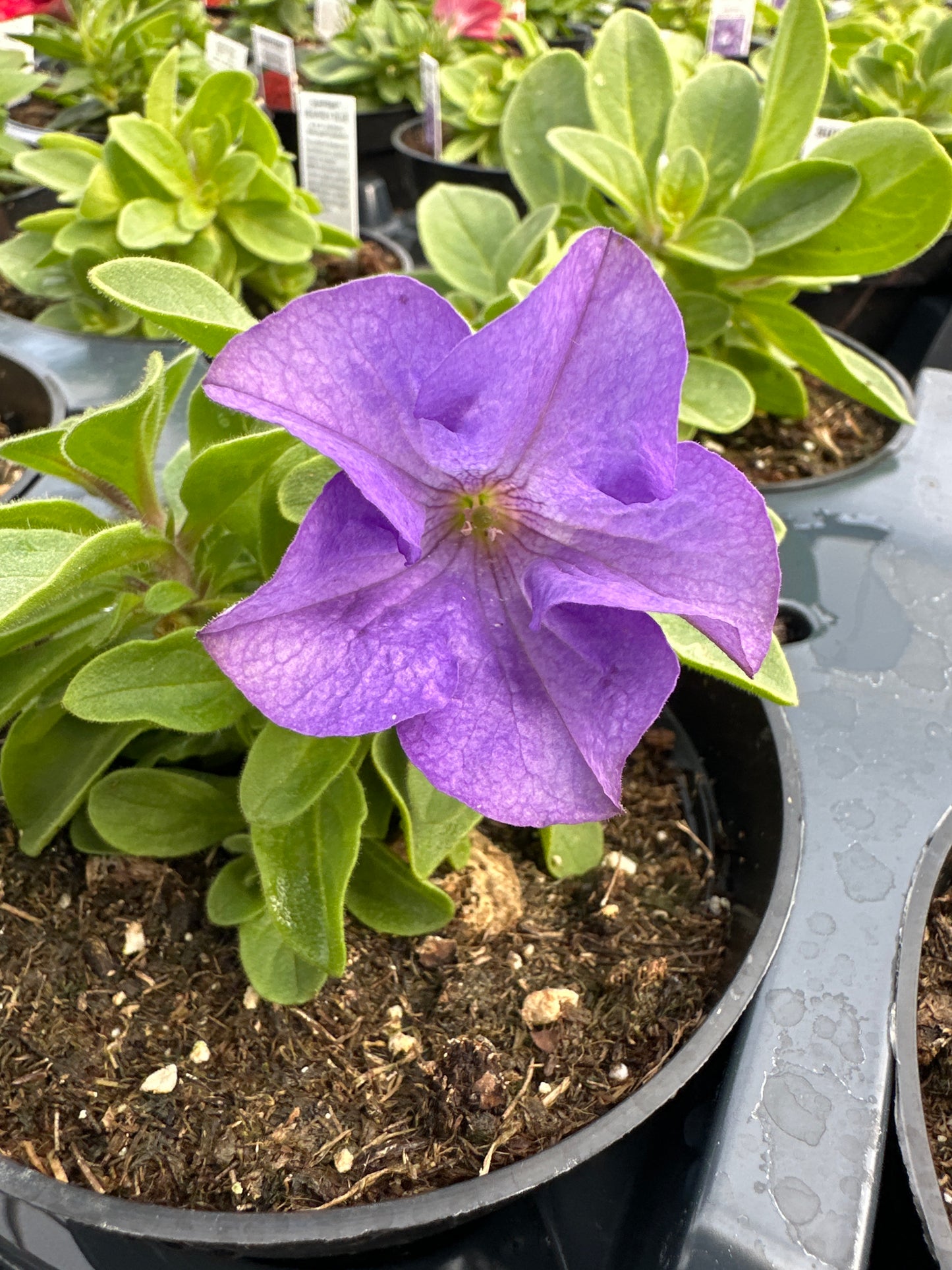 PETUNIA SURFINIAS HEAVENLY BLUE - 4'' POT
