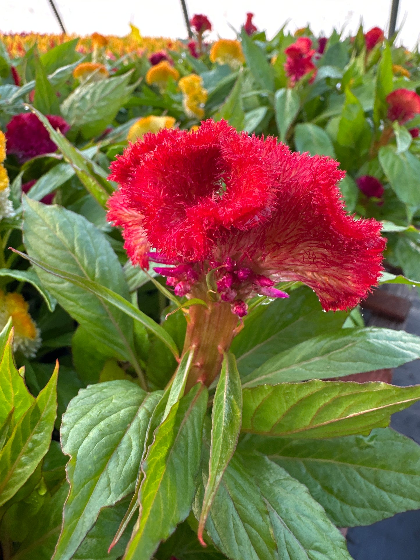 CELOSIA ARMOR MIX - FLAT OF 48 PLANTS