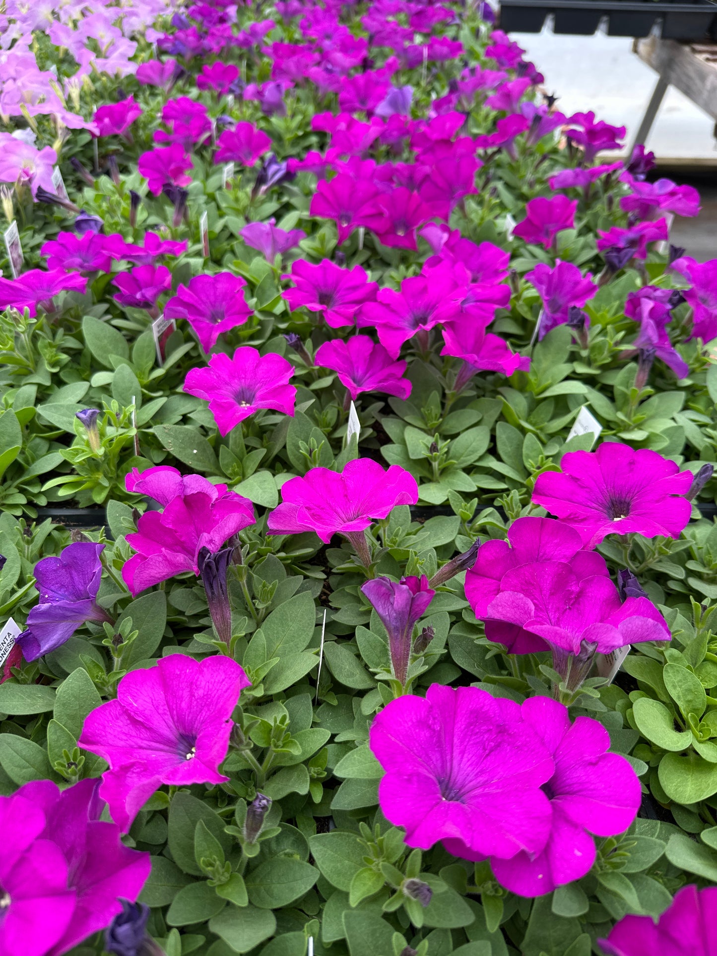 PETUNIA MADNESS MAGENTA - FLAT OF 48 PLANTS