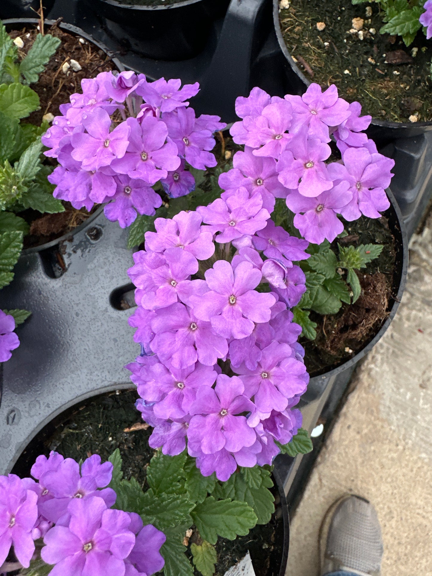 VERBENA EMPRESS FLAIR LAVENDER BLUE - 4'' POT