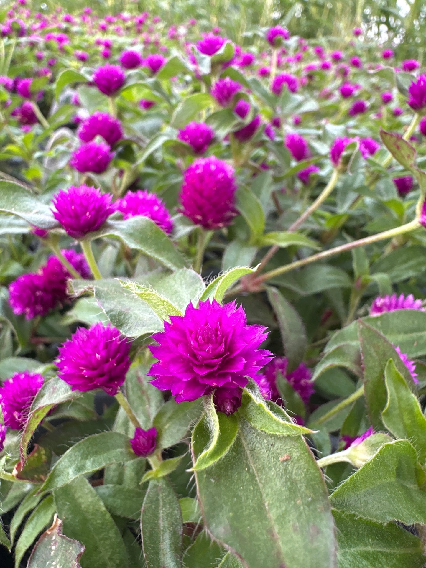 GOMPHRENA LIL FOREST PURPLE - QUART POT
