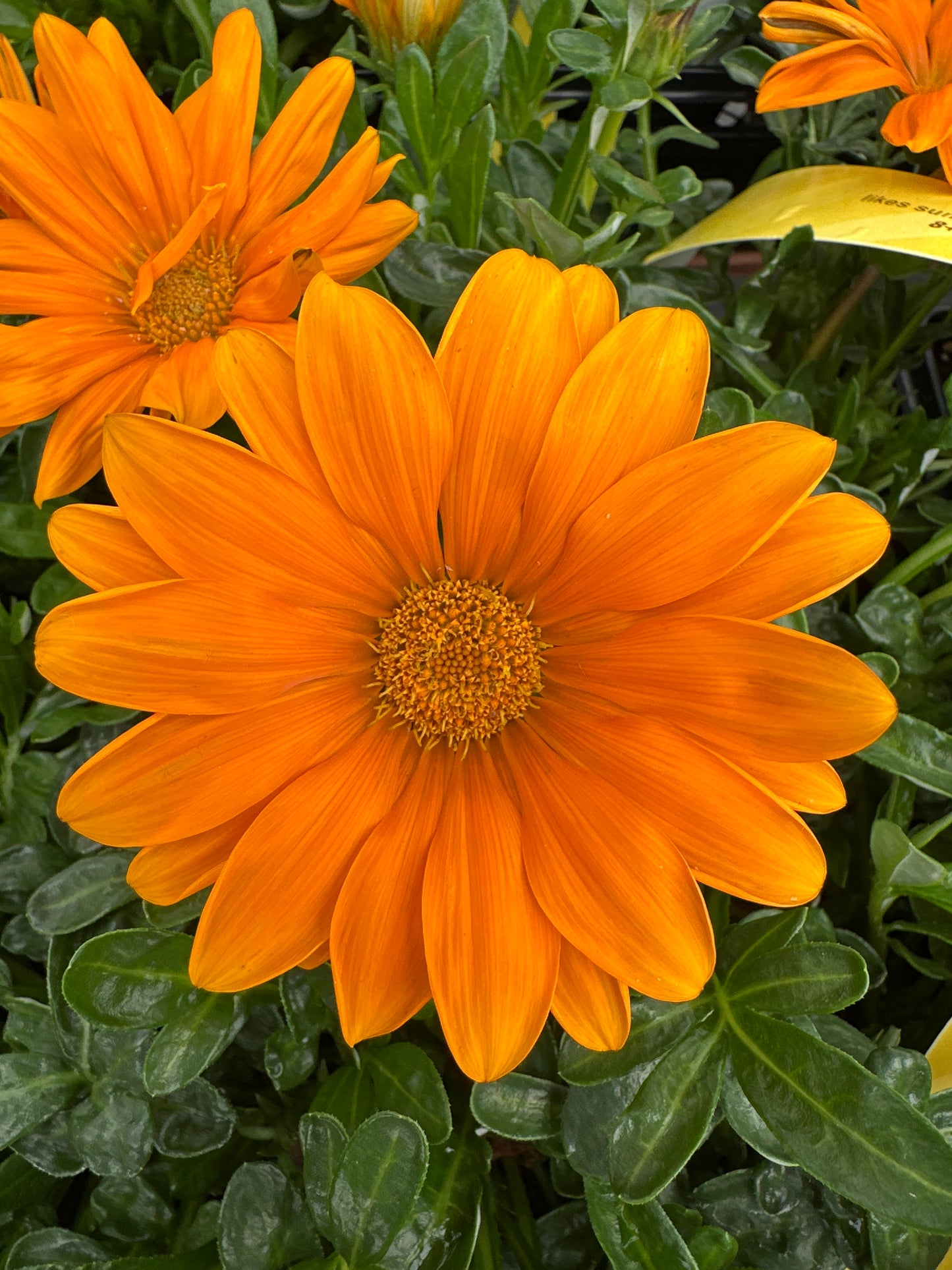GAZANIA NEW DAY ORANGE - JUMBO 6 PACK