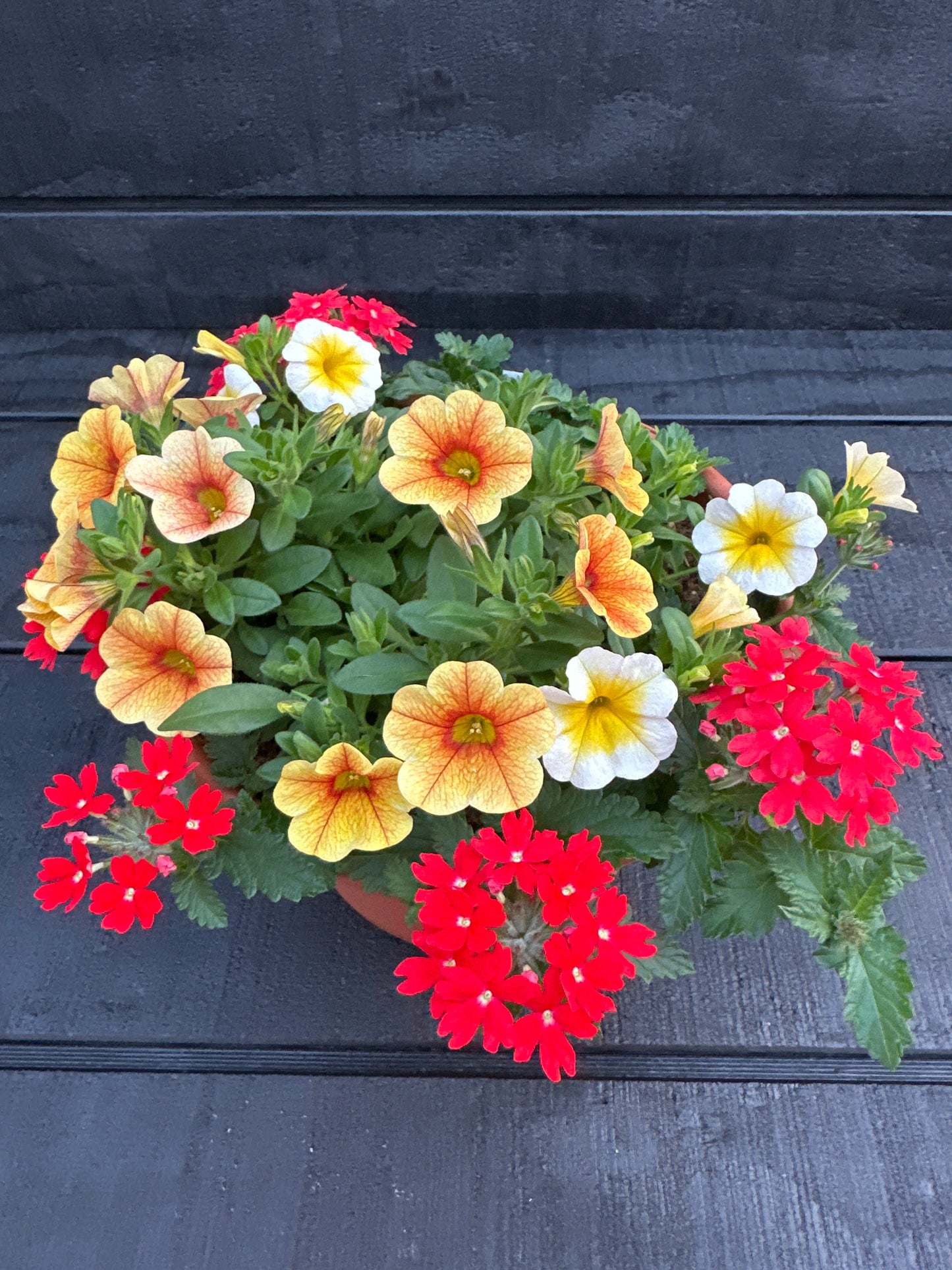 COMBO #12 - 8'' POT