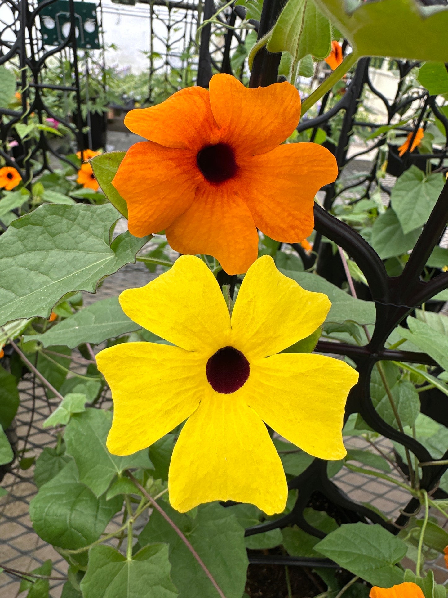 THUNBERGIA SUNNY SUSY ORANGE & YELLOW - 1 GALLON WITH TRELLIS