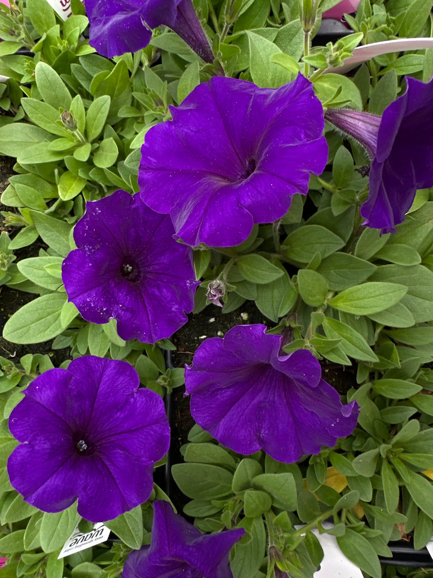 PETUNIA EASY WAVE BLUE - JUMBO 6 PACK