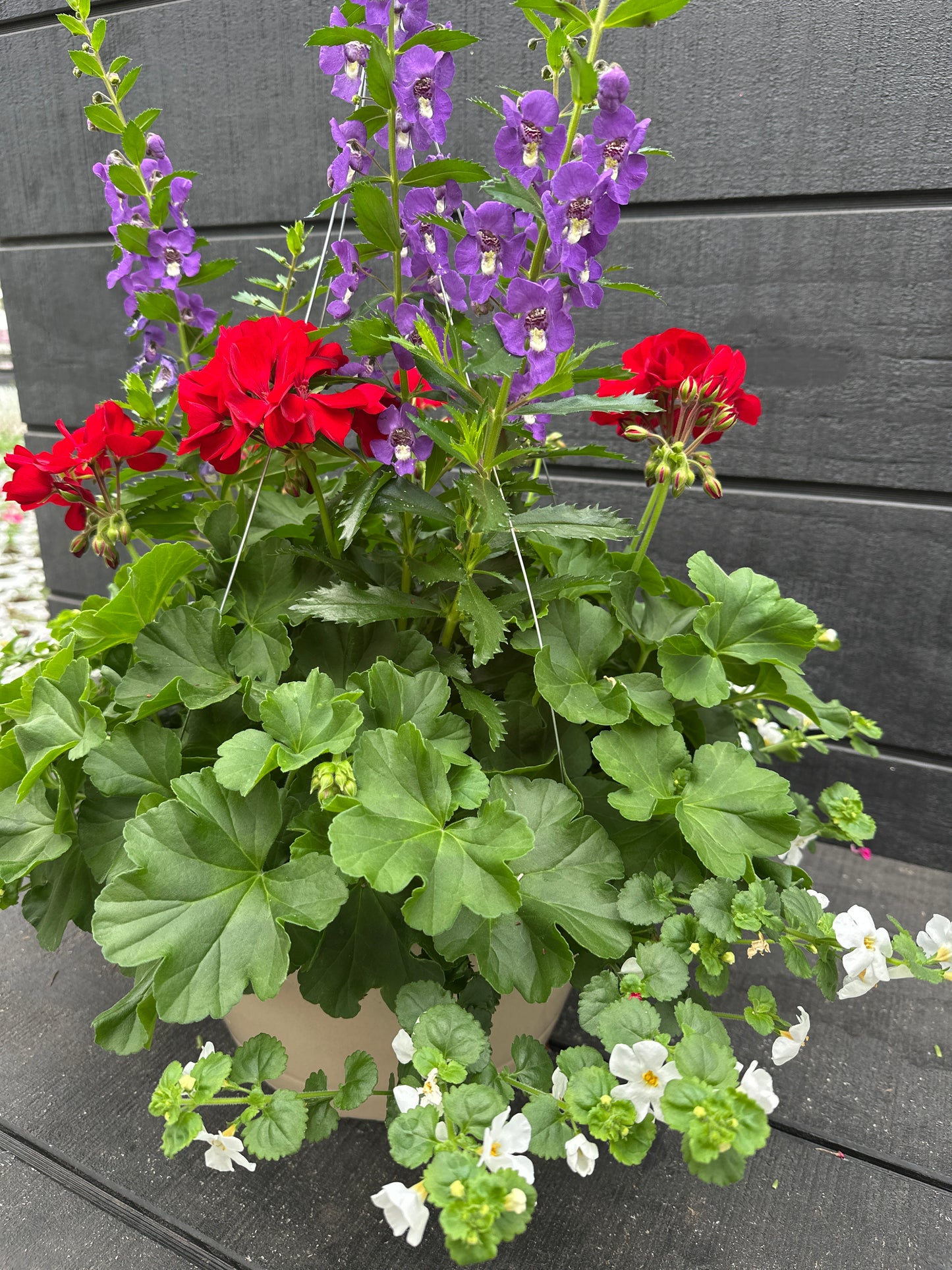 BASKET #77 - 12'' HANGING BASKET