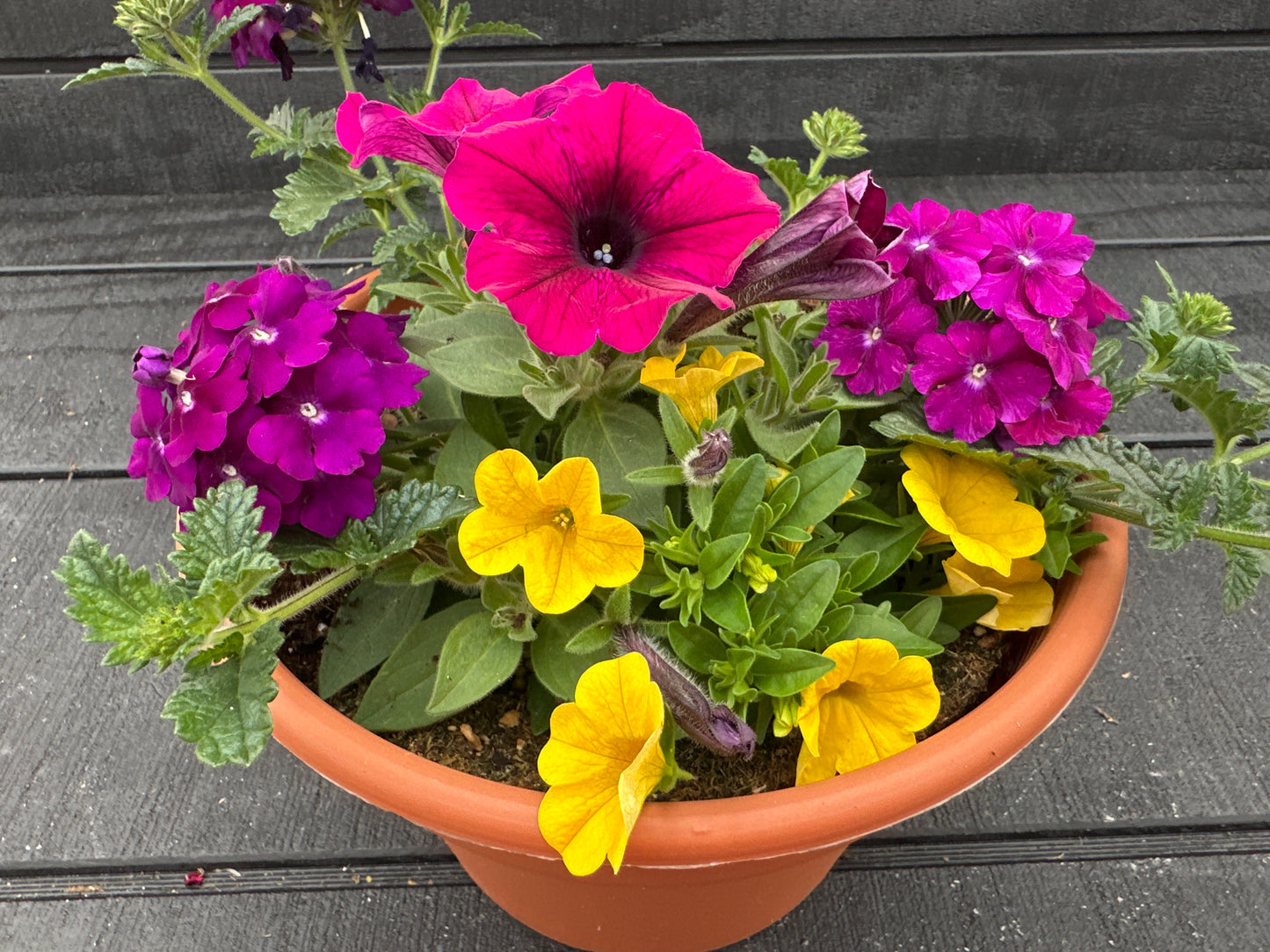 COMBO #30 - 8'' POT